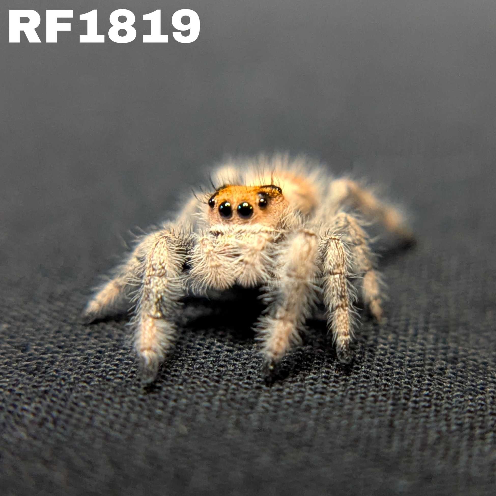 Regal Jumping Spider "Autumn"