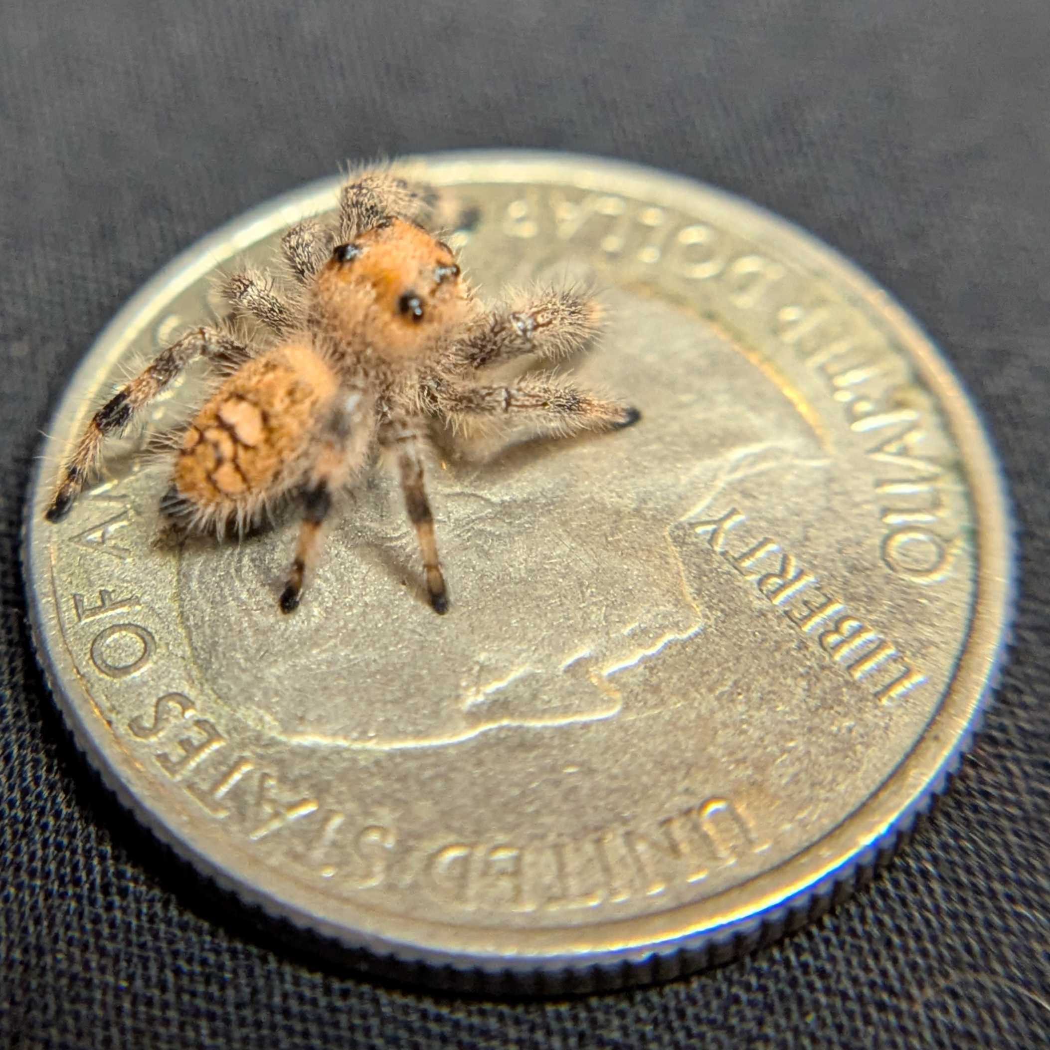 Regal Jumping Spider "Sandberry"