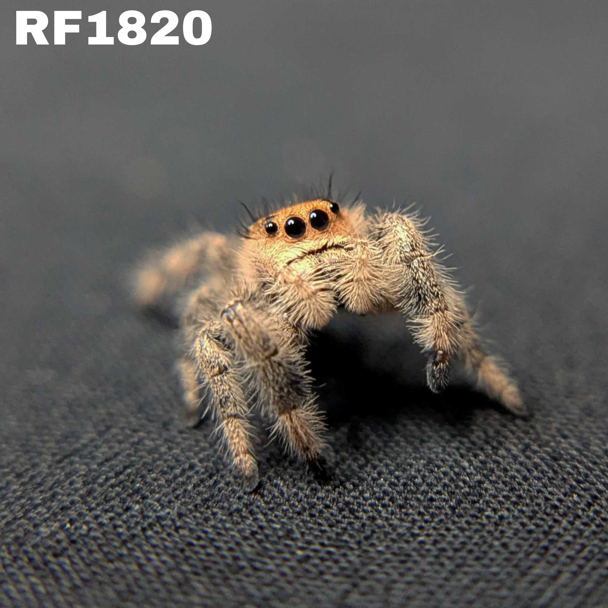 Regal Jumping Spider "Sandberry"