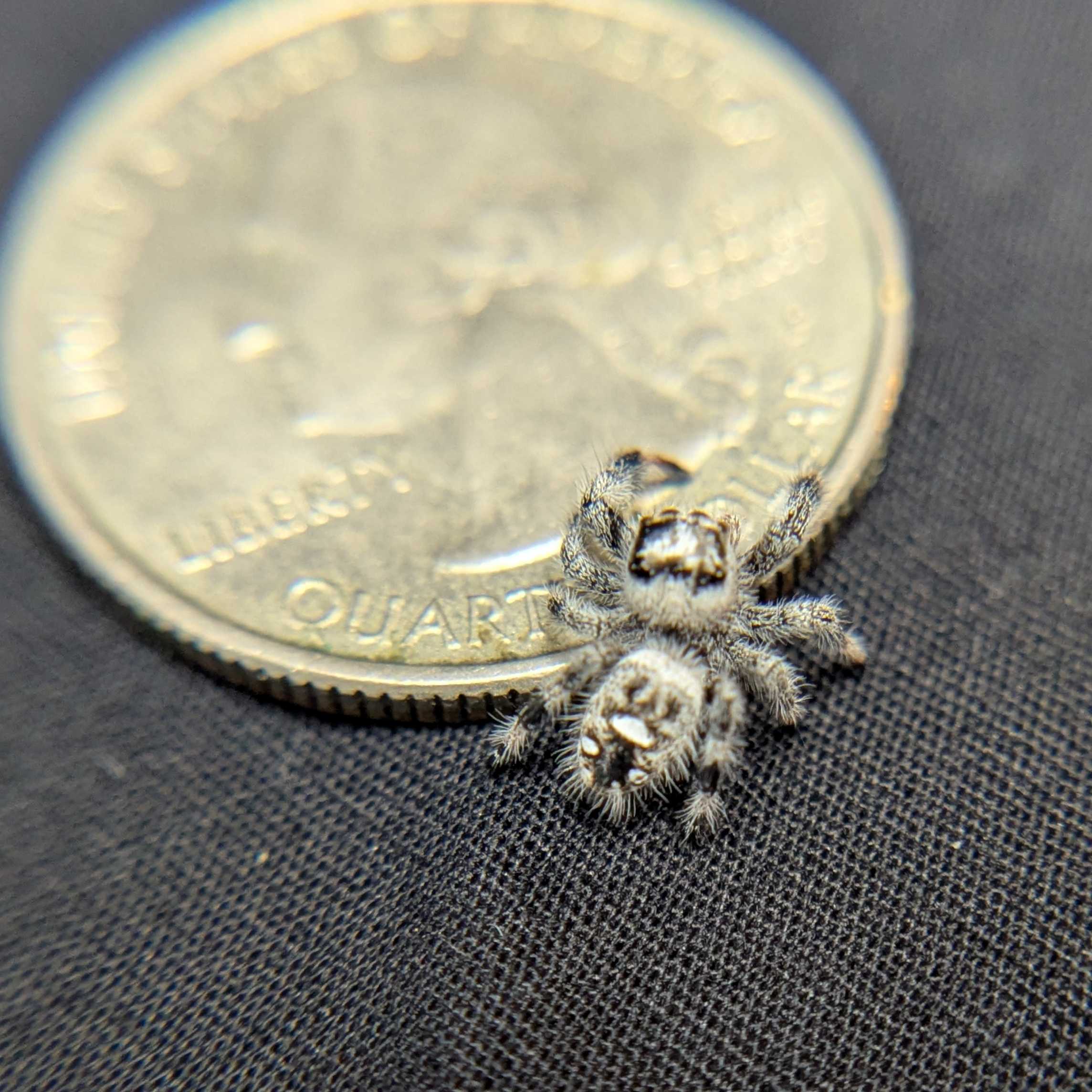 Regal Jumping Spider "Skye”