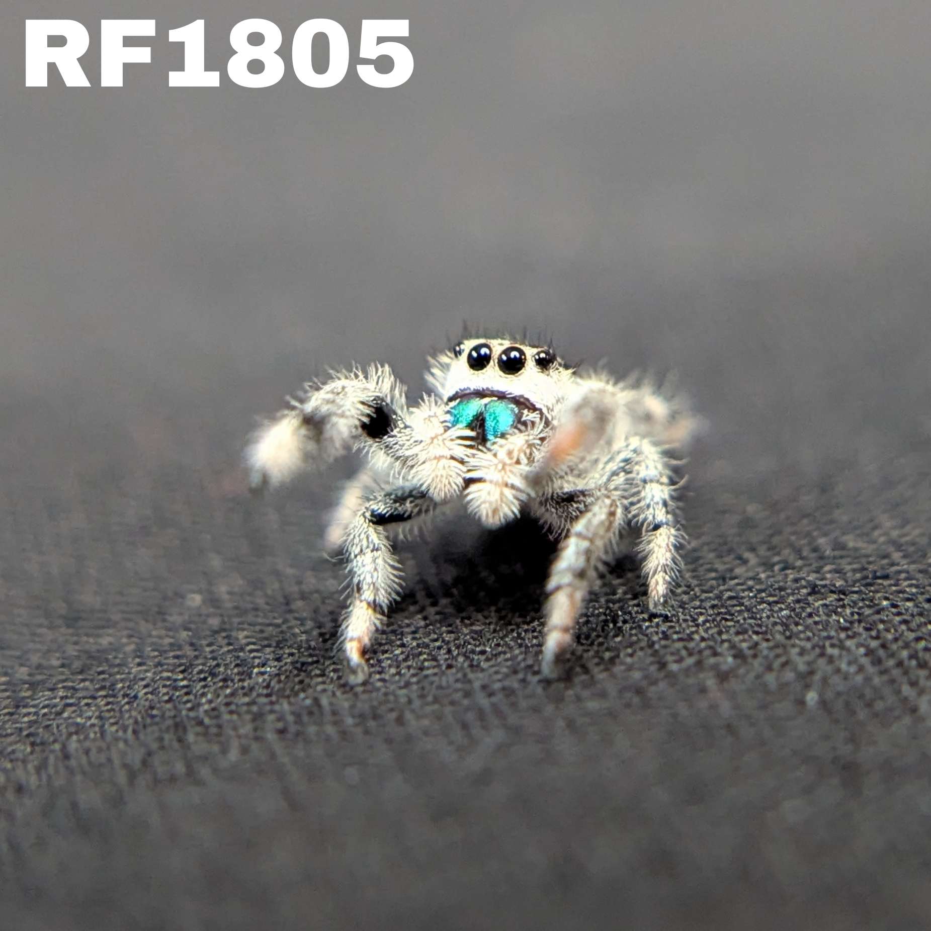 Regal Jumping Spider "Skye”