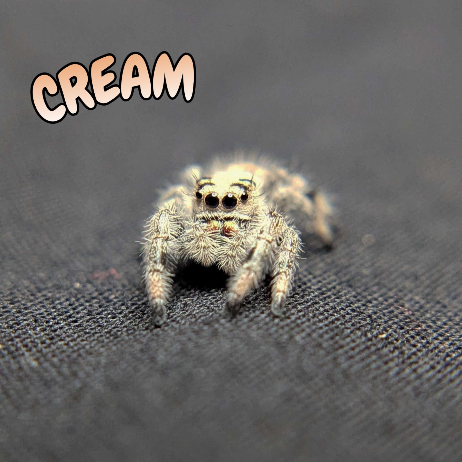 Regal Jumping Spider "Cream"