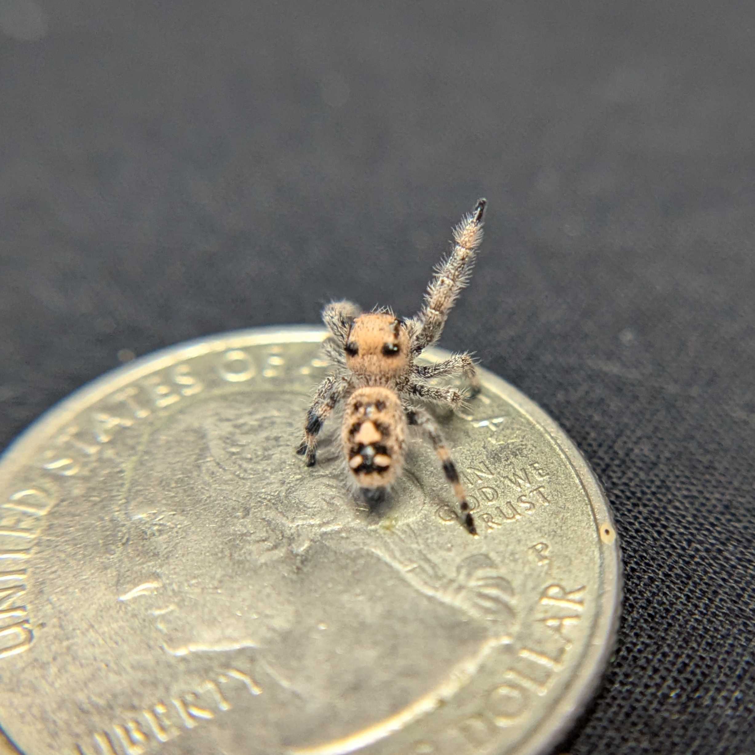 Regal Jumping Spider "Shimmer"