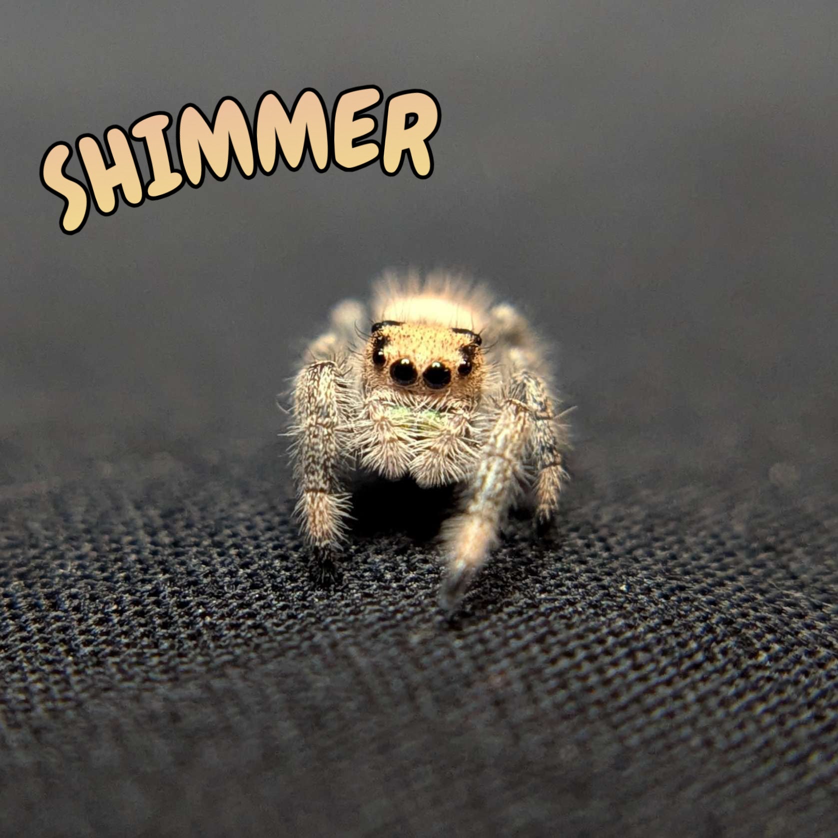 Regal Jumping Spider "Shimmer"