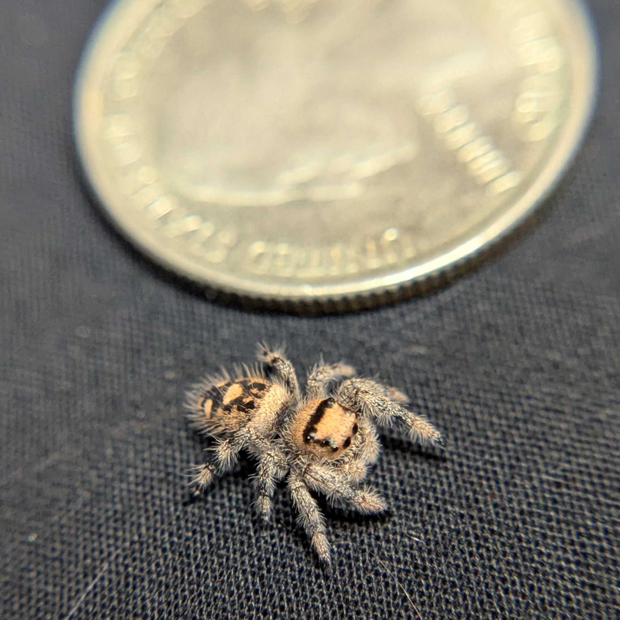 Regal Jumping Spider "Sloane"