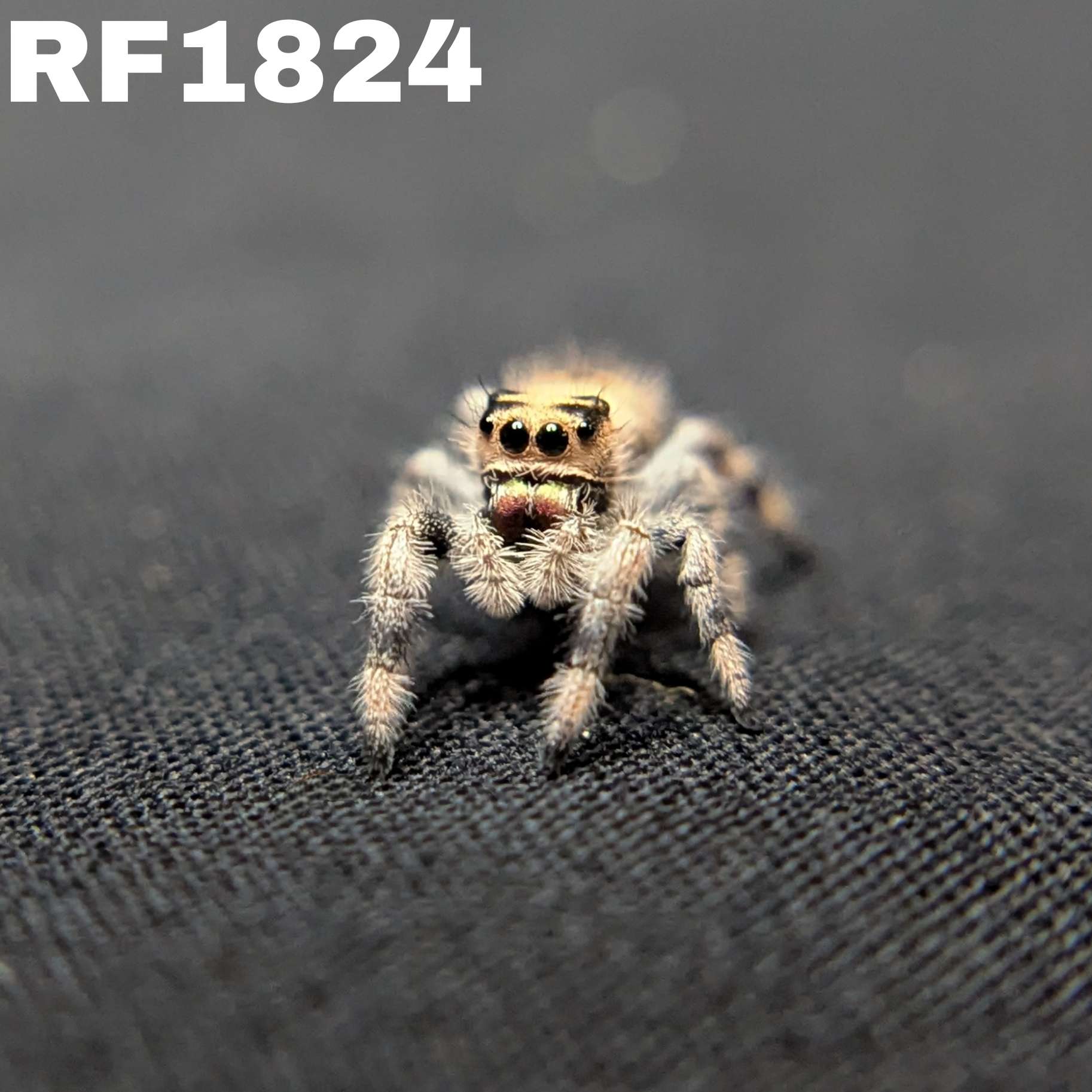 Regal Jumping Spider “Dawn”