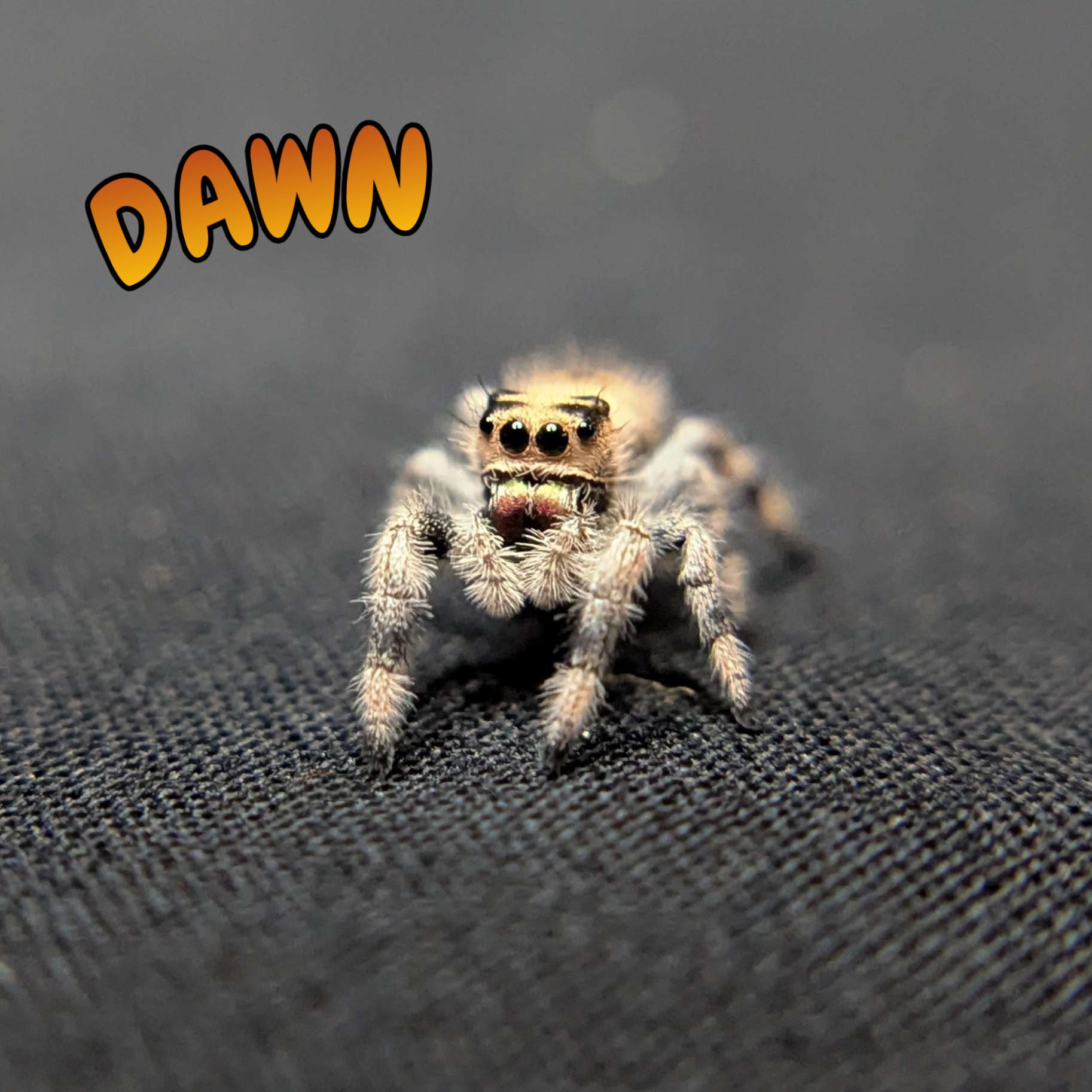 Regal Jumping Spider “Dawn”
