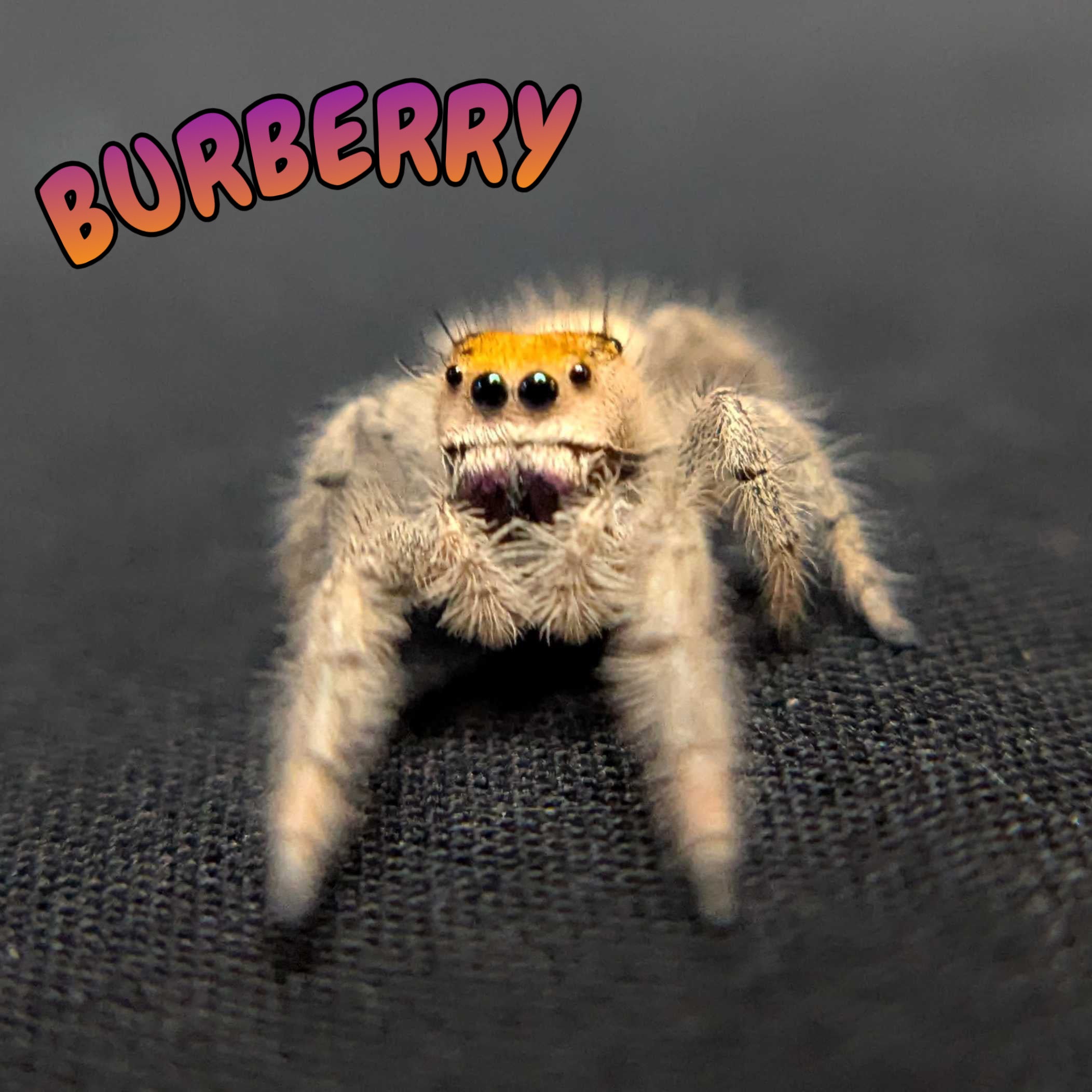 Regal Jumping Spider "Burberry"