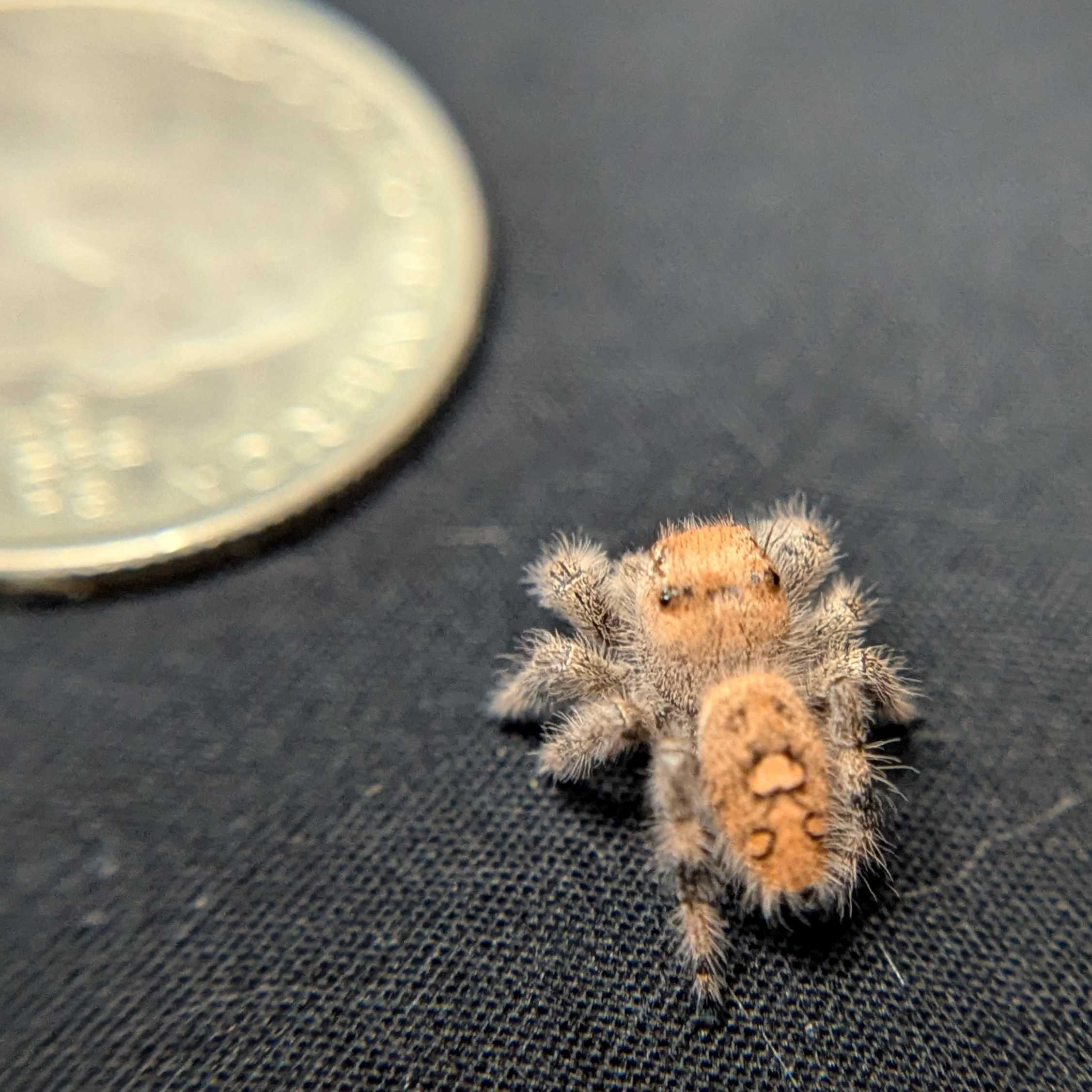 Regal Jumping Spider "Cranberry"
