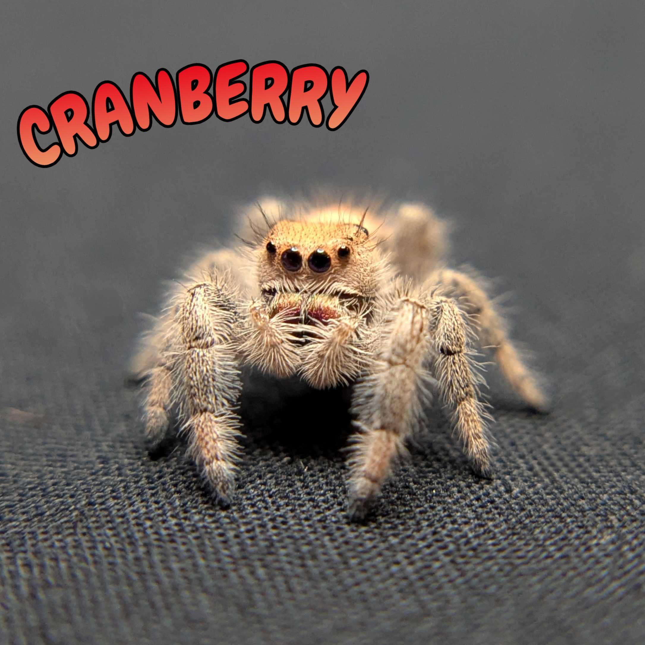 Regal Jumping Spider "Cranberry"