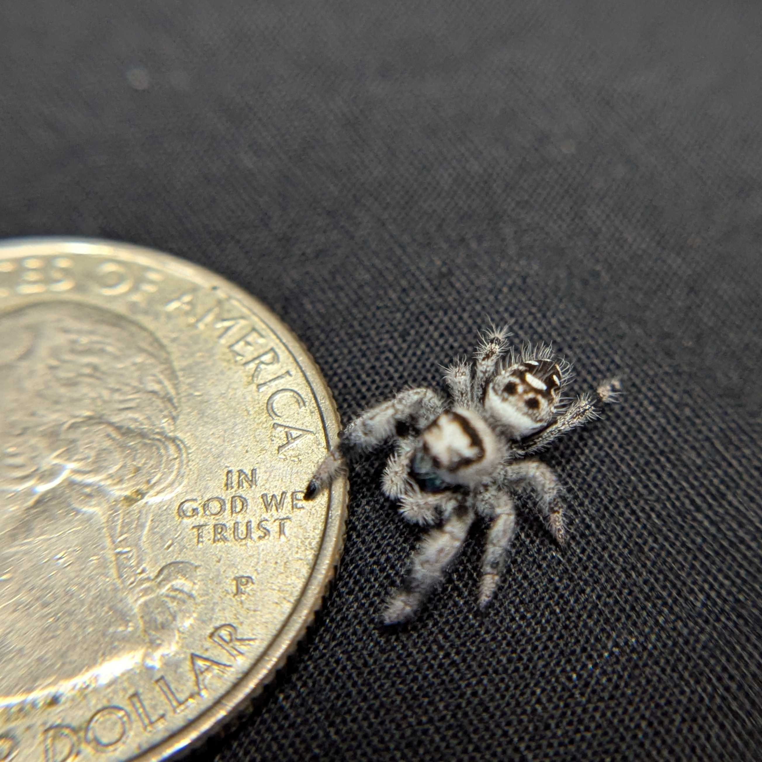 Regal Jumping Spider "Lime"