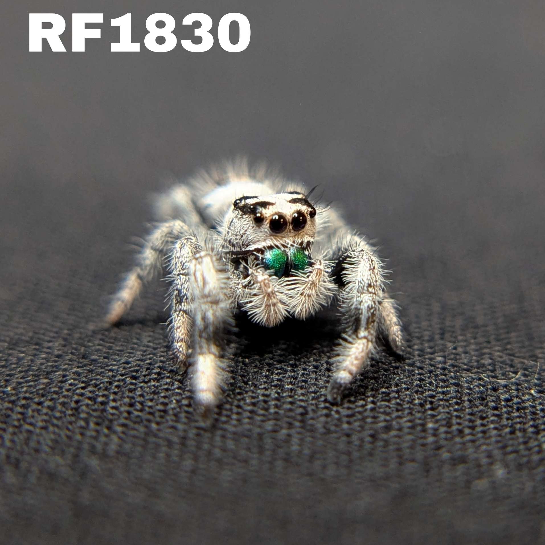 Regal Jumping Spider "Lime"