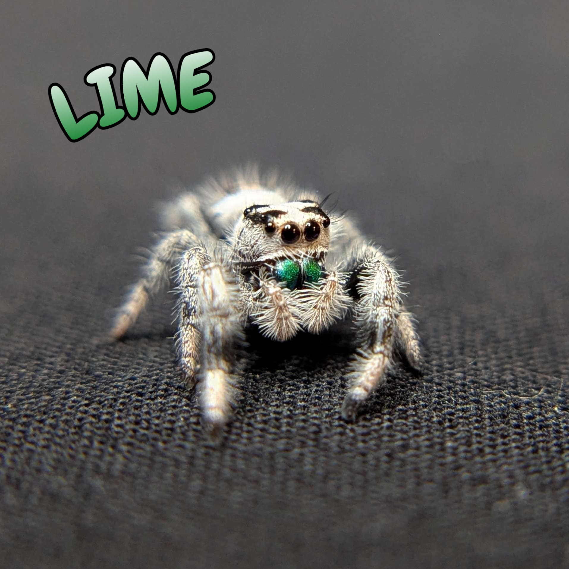Regal Jumping Spider "Lime"