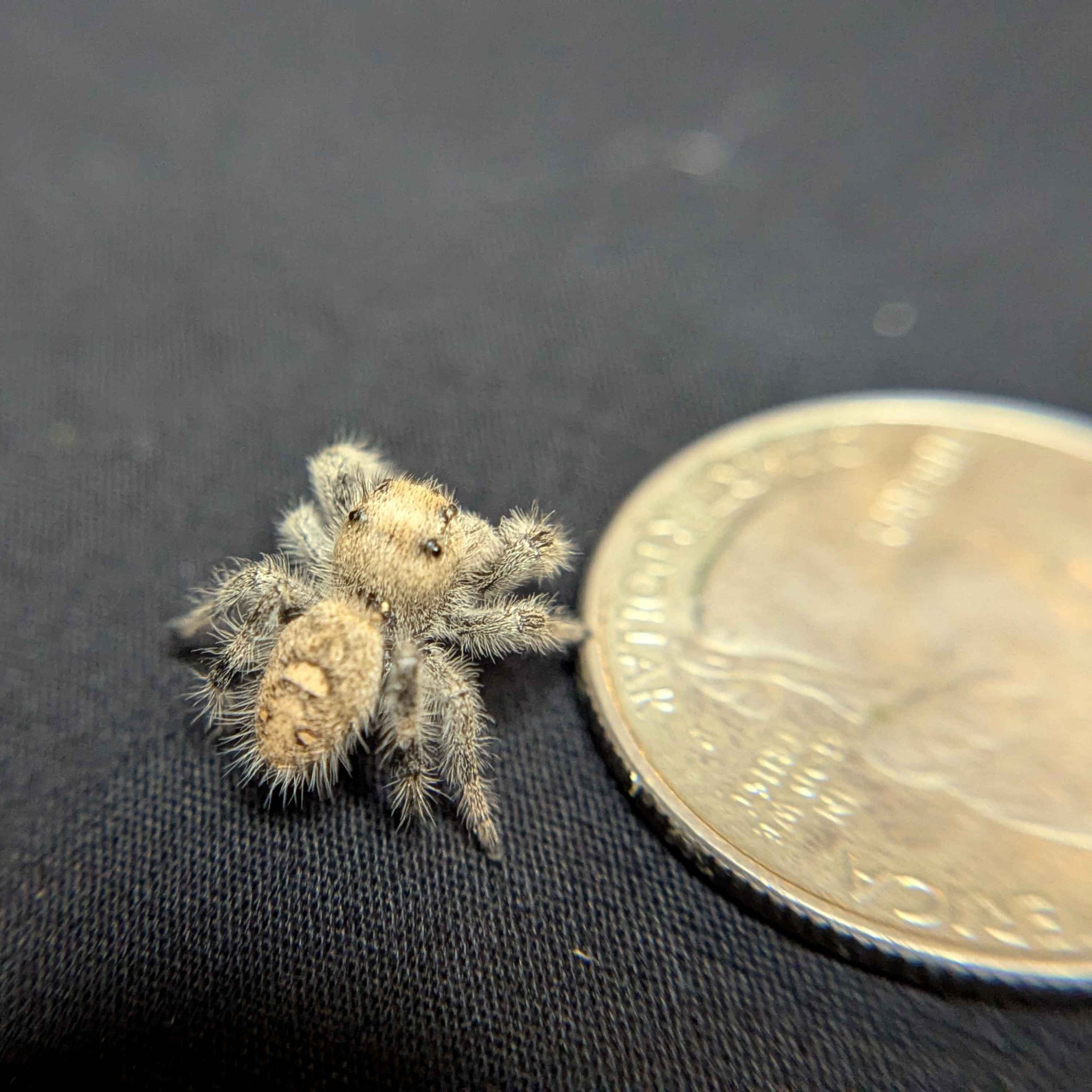 Regal Jumping Spider "Nutmeg"