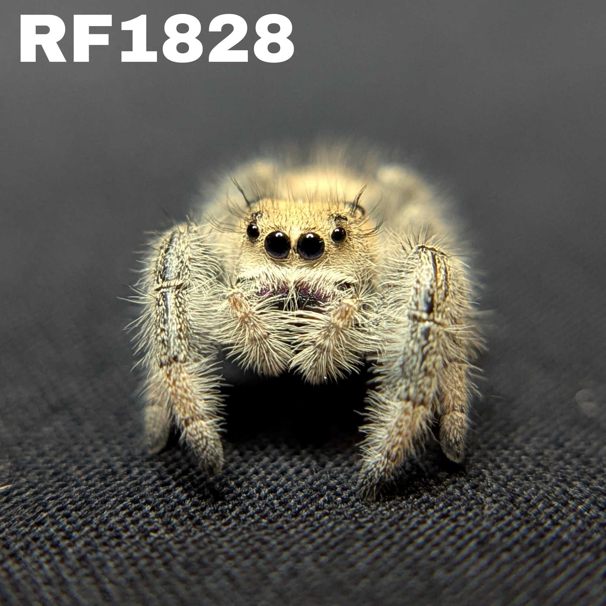 Regal Jumping Spider "Nutmeg"