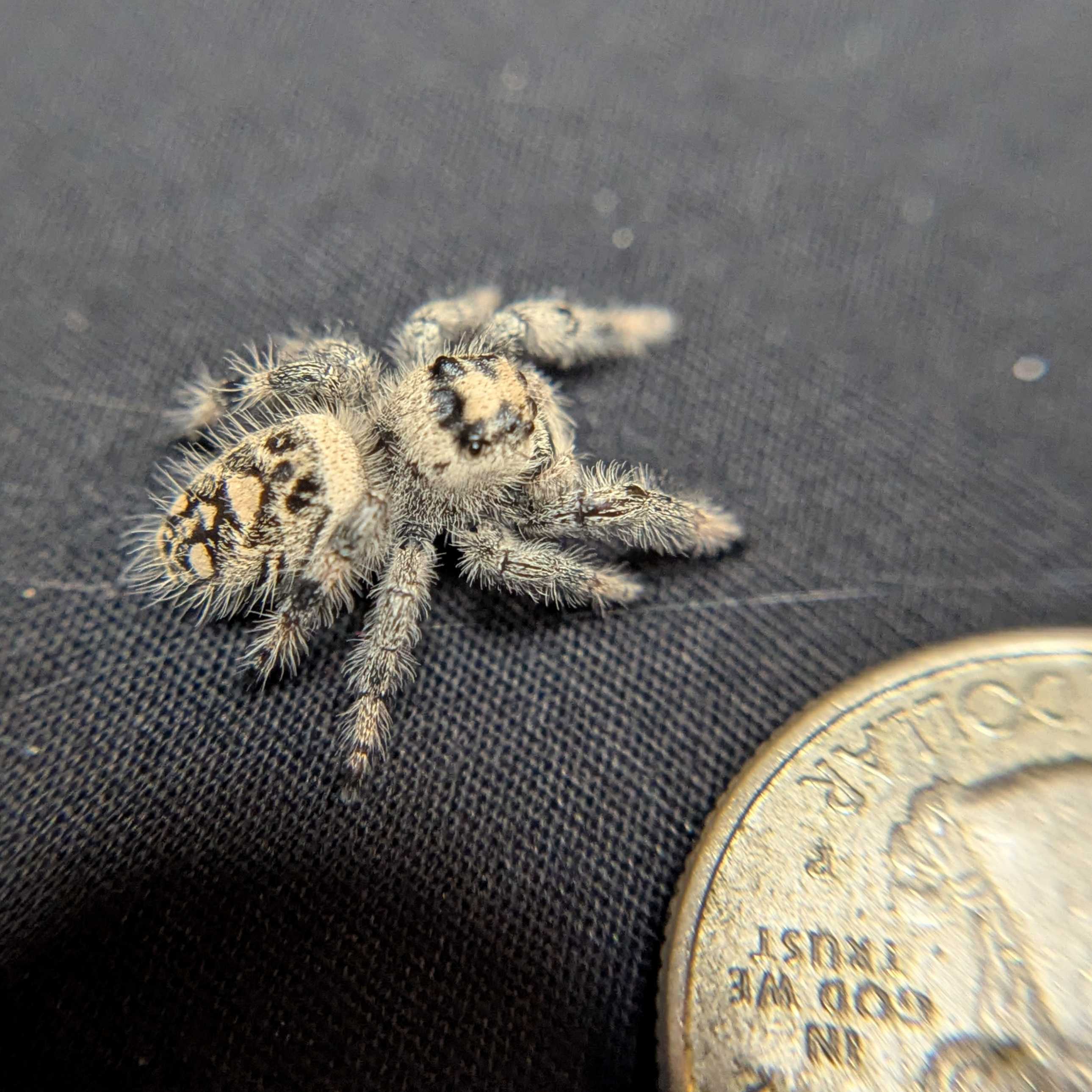 Regal Jumping Spider "Biscuit"