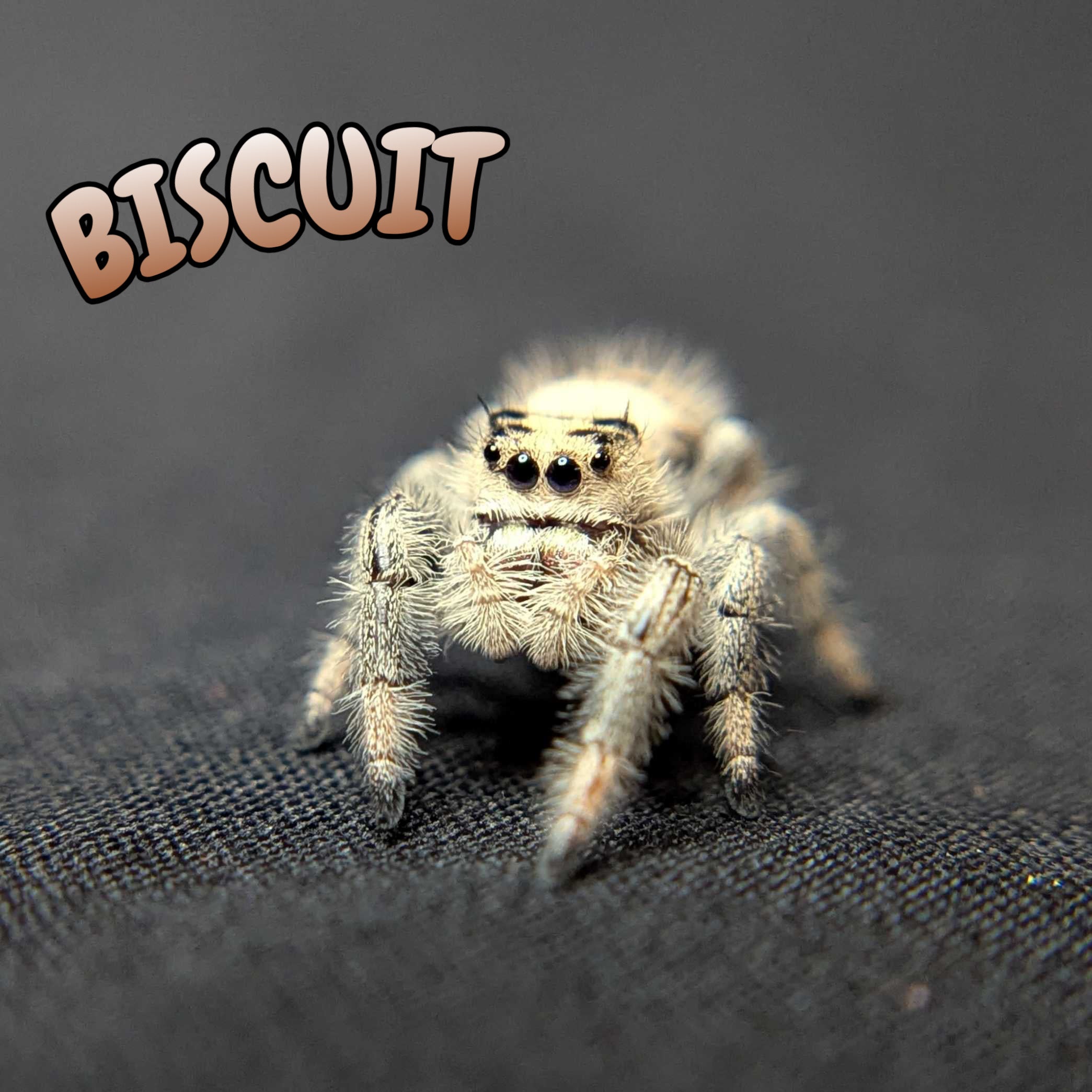 Regal Jumping Spider "Biscuit"