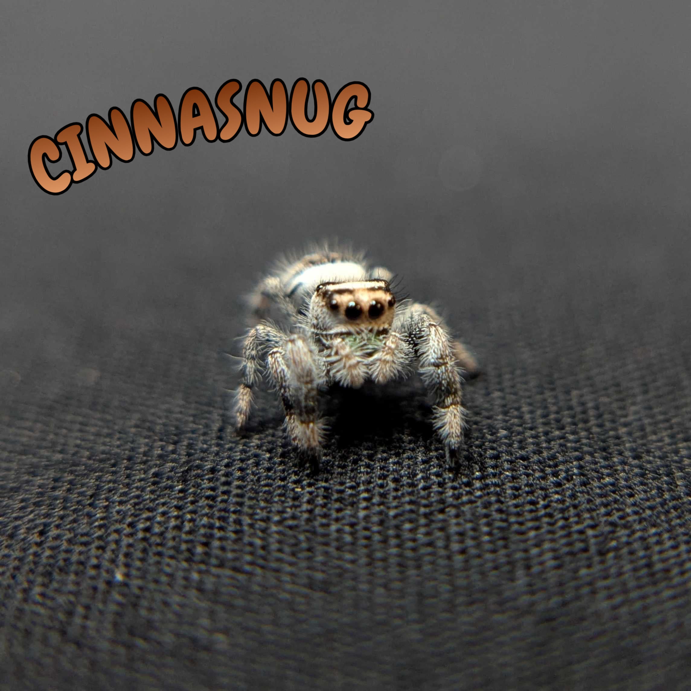 Regal Jumping Spider "Cinnasnug"