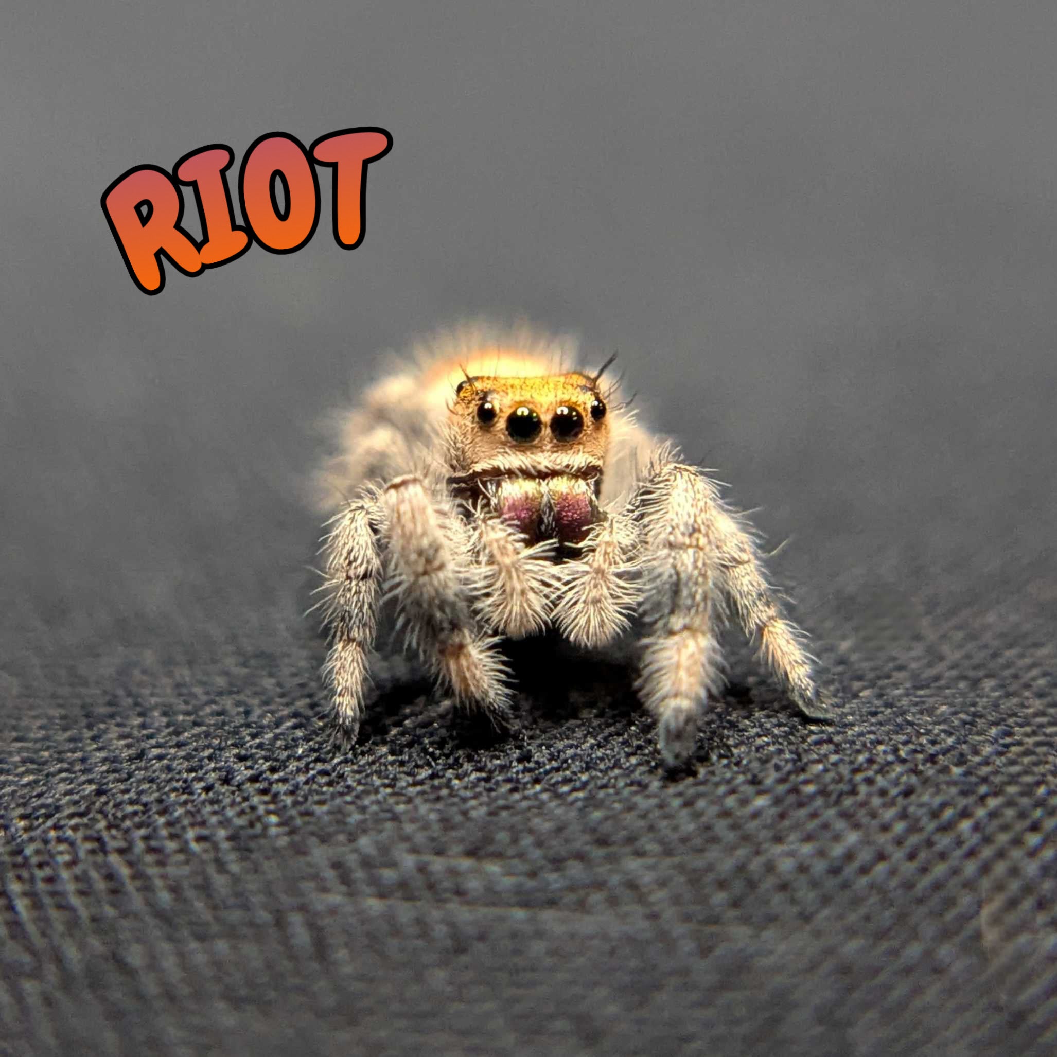 Regal Jumping Spider “Riot”