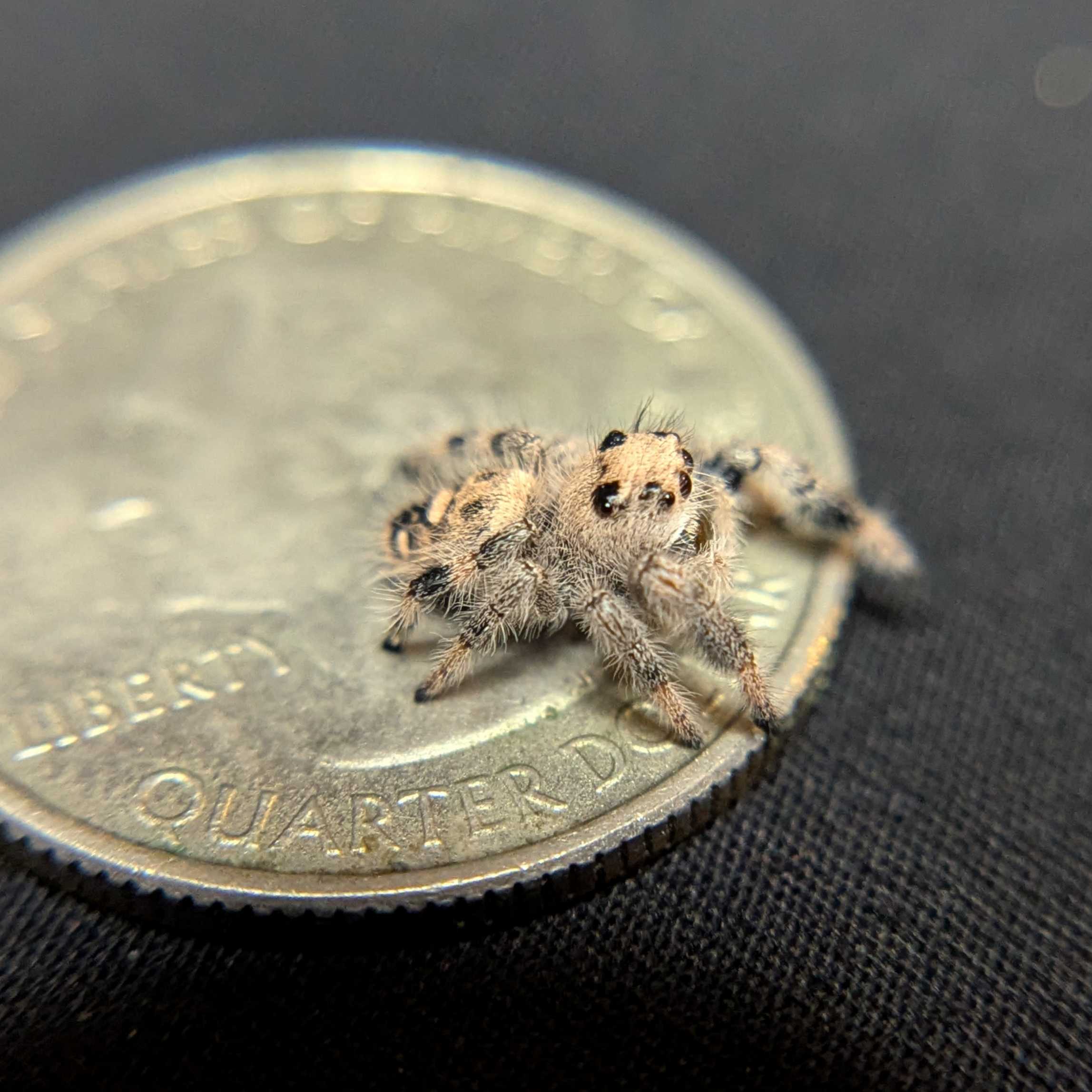 Regal Jumping Spider "Banshee"