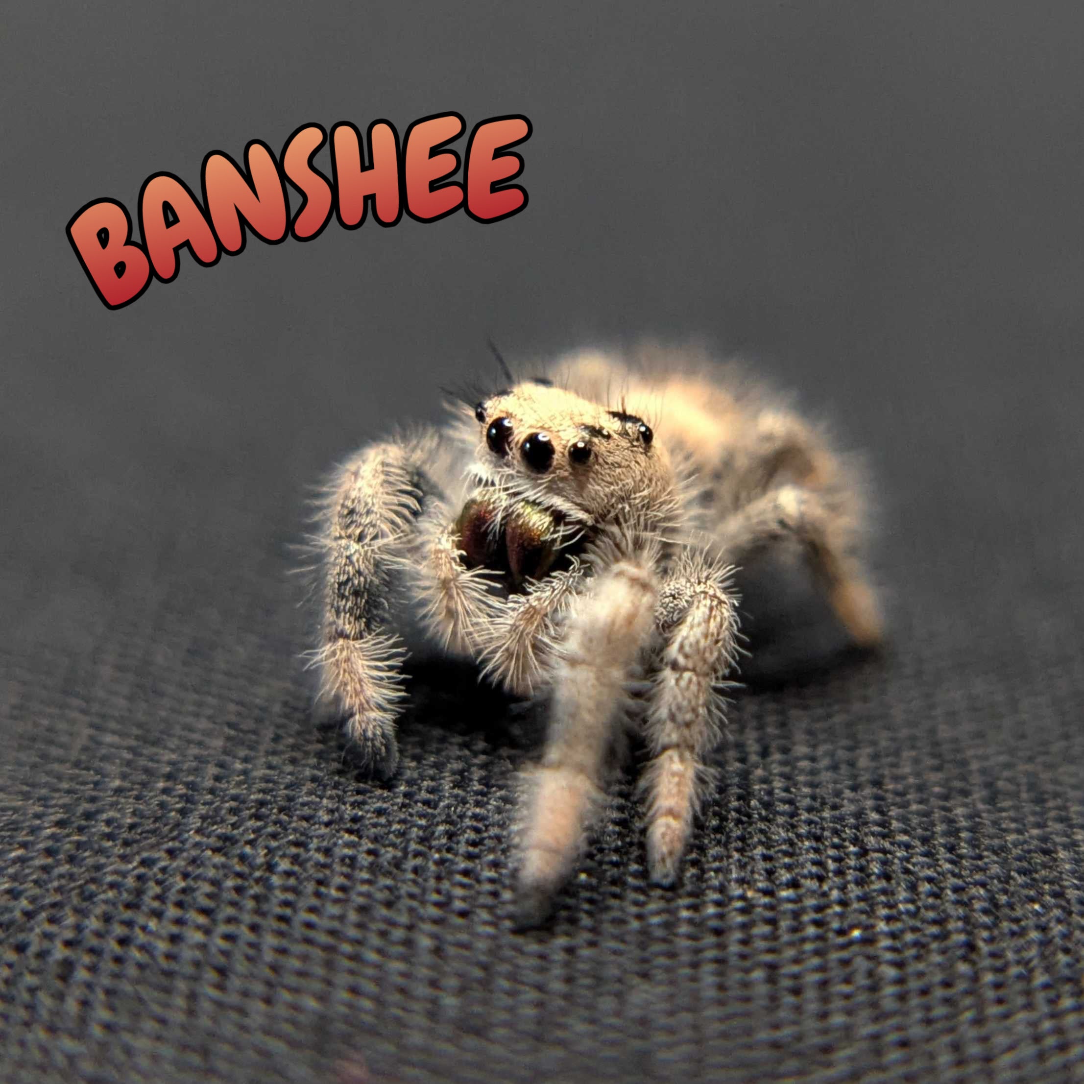 Regal Jumping Spider "Banshee"