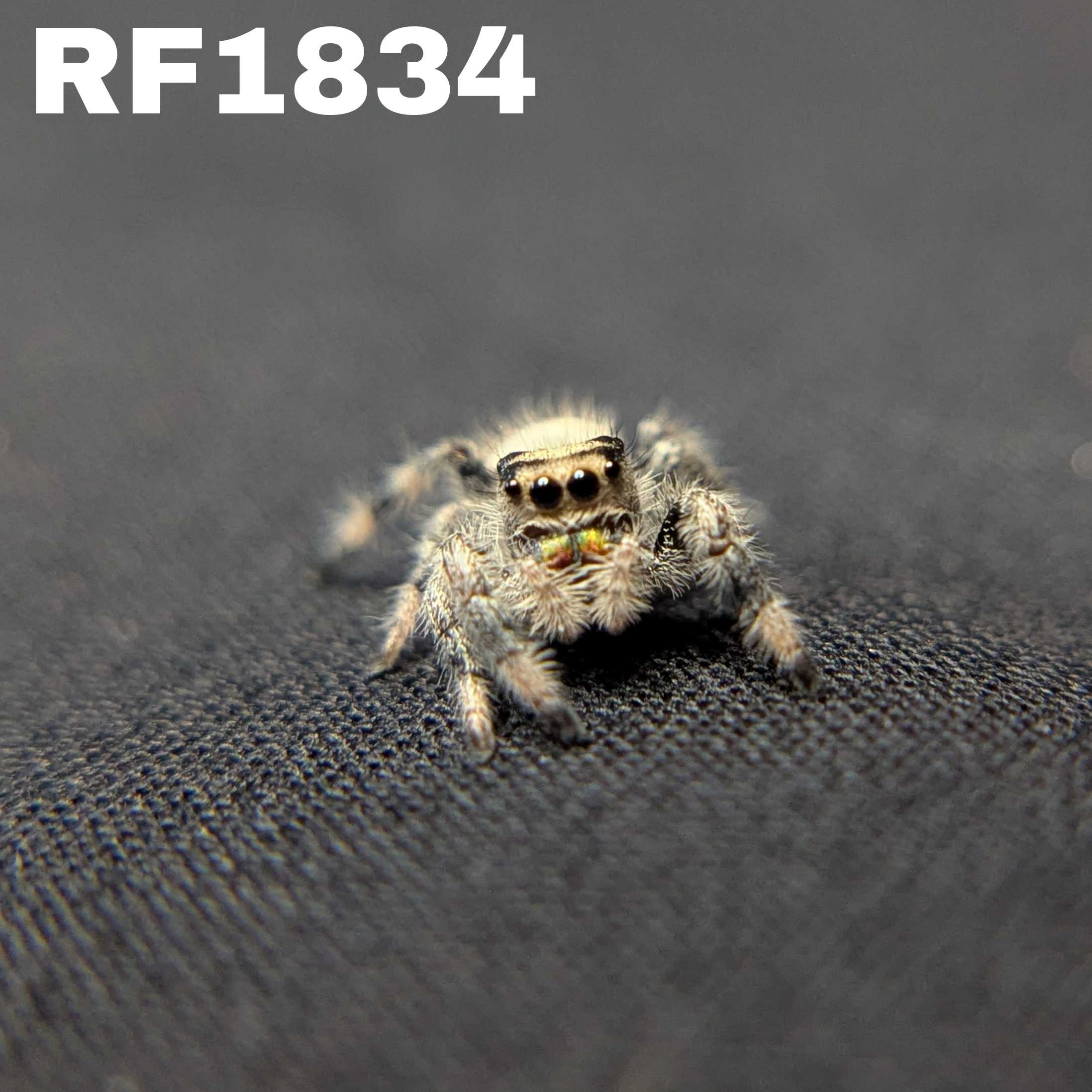 Regal Jumping Spider "Potato"