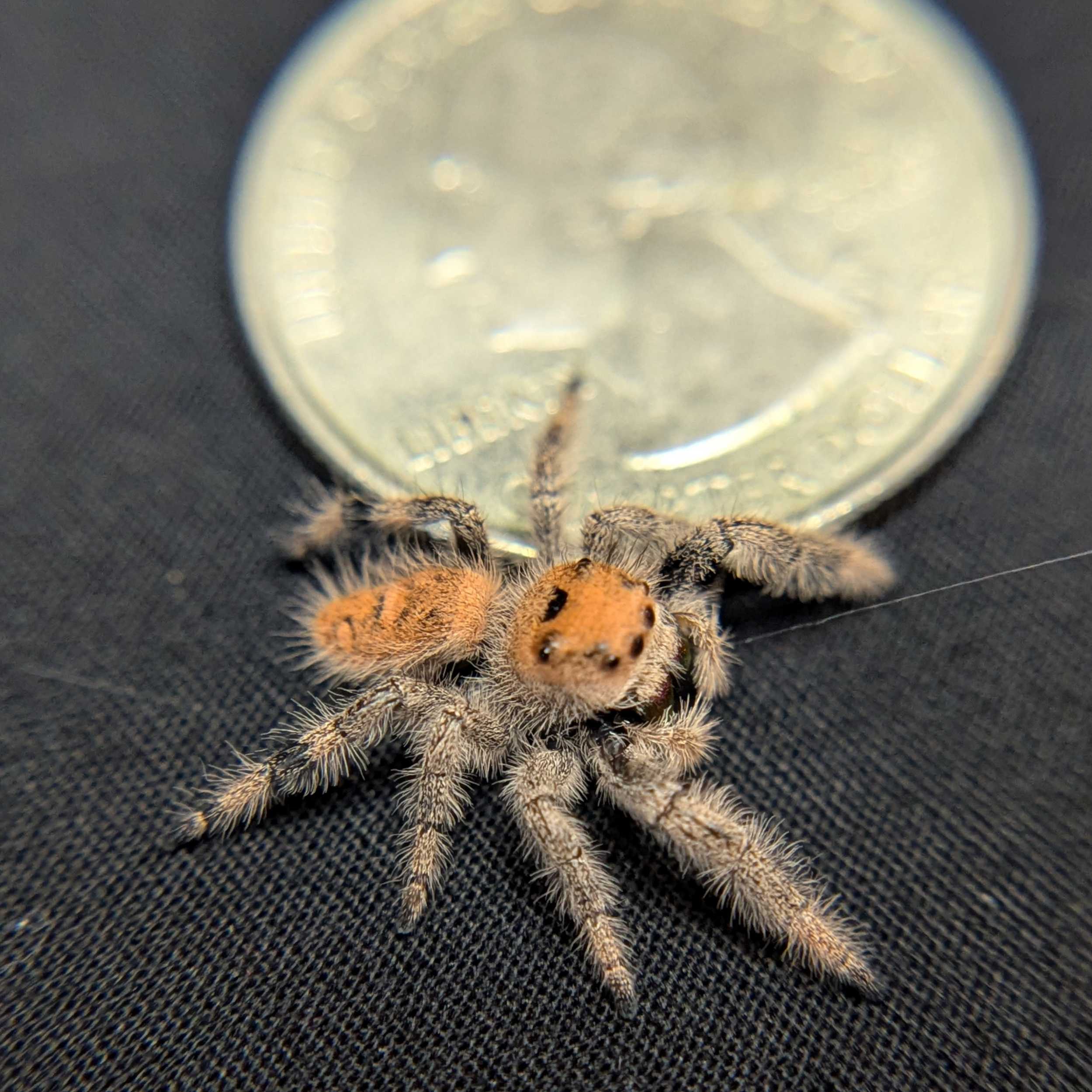 Regal Jumping Spider "Dream"