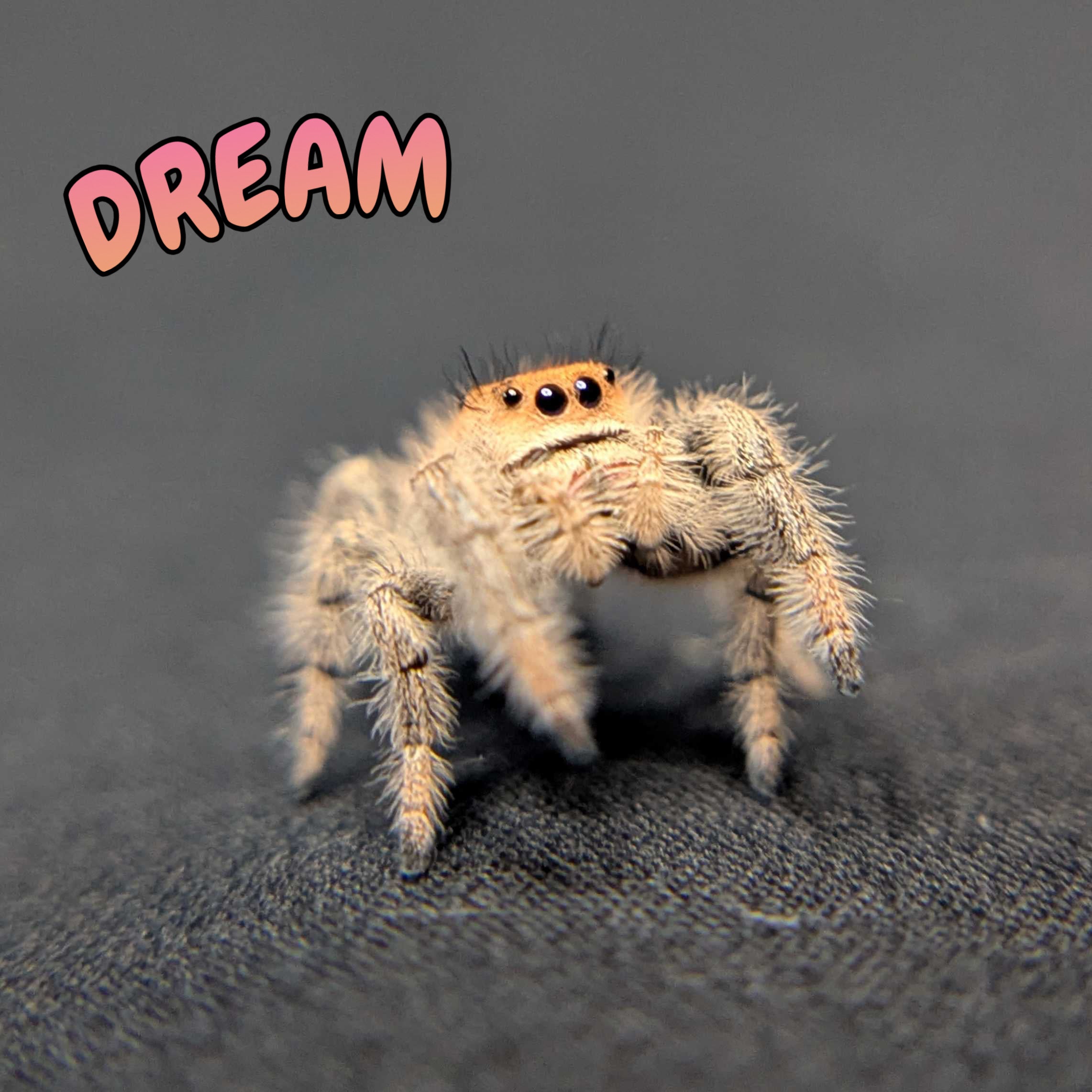 Regal Jumping Spider "Dream"