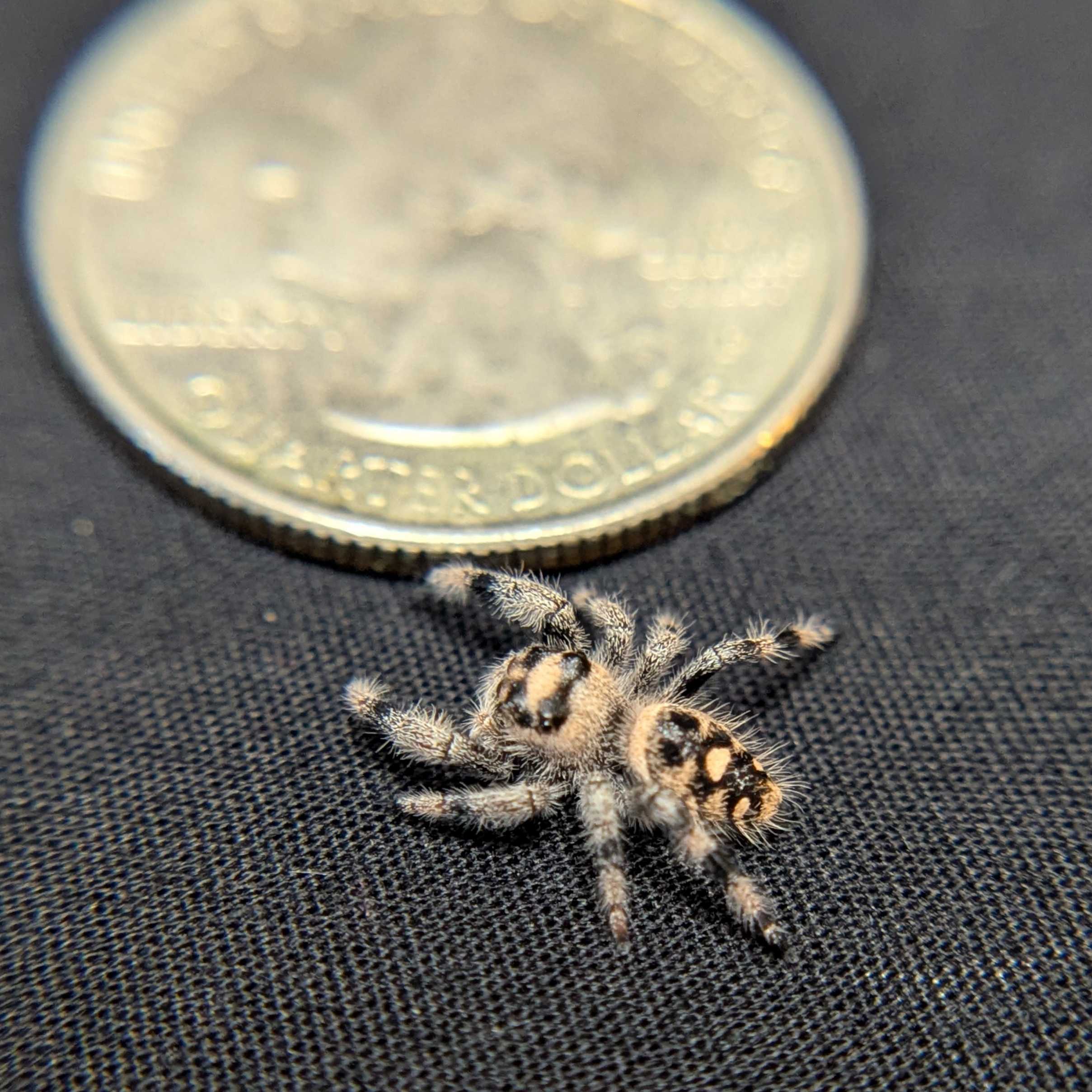Regal Jumping Spider "Cinnamon"