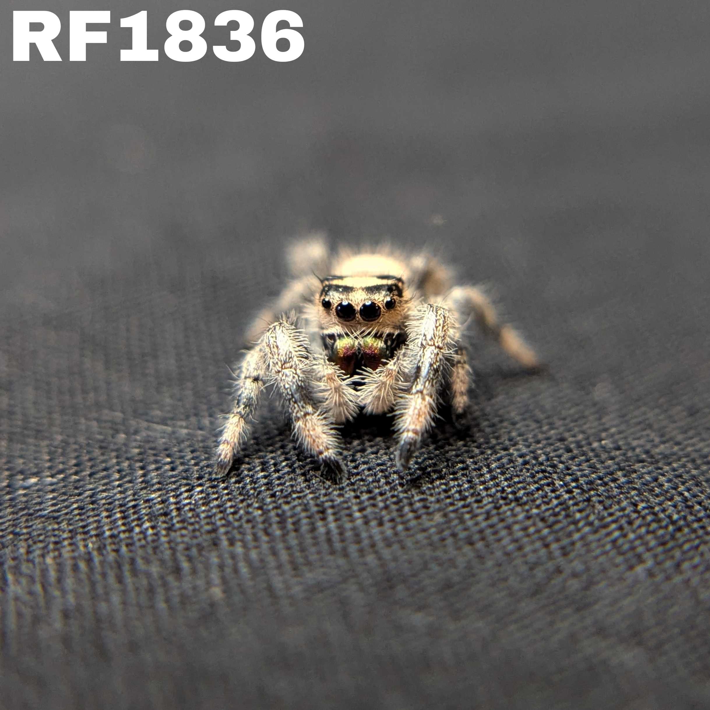 Regal Jumping Spider "Cinnamon"