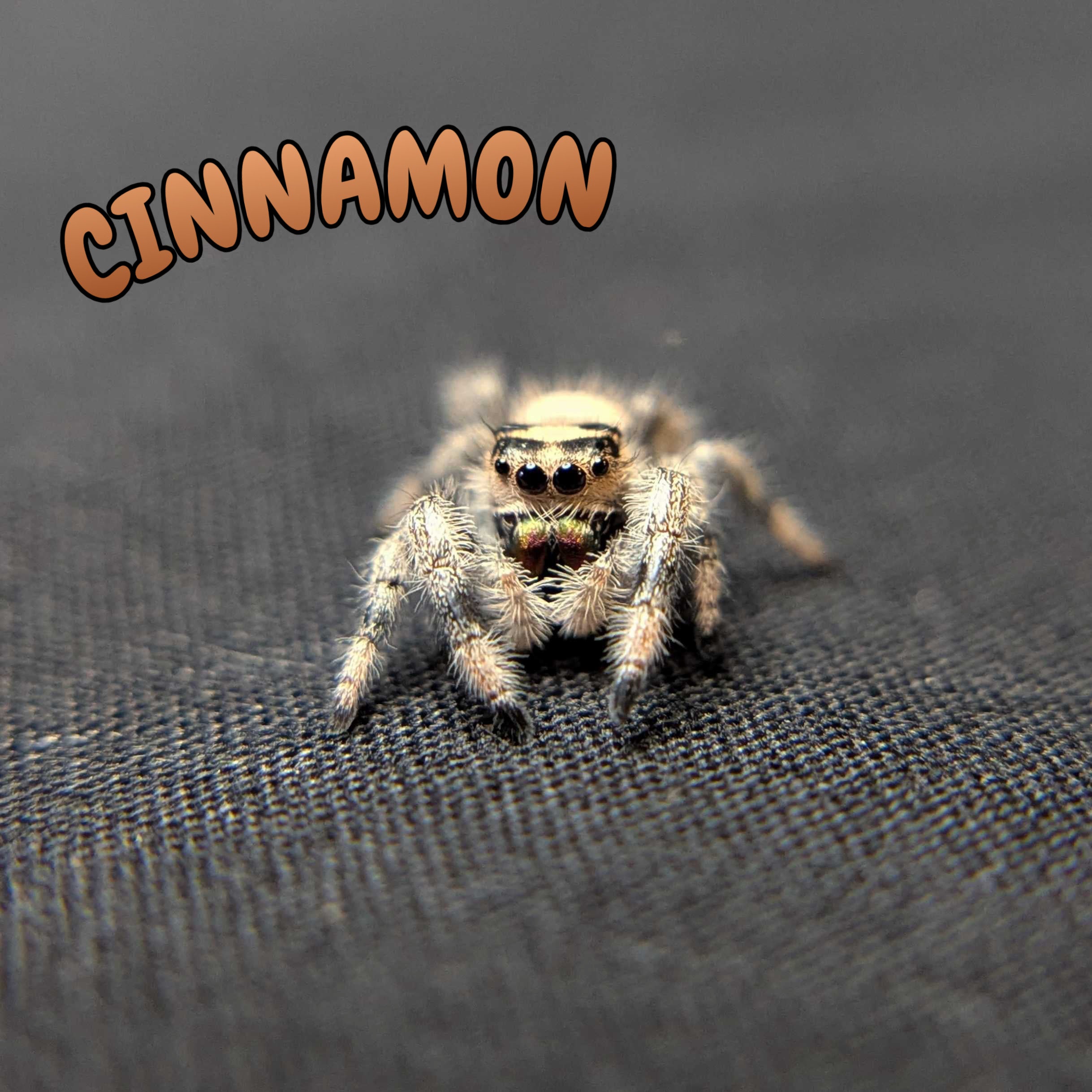 Regal Jumping Spider "Cinnamon"