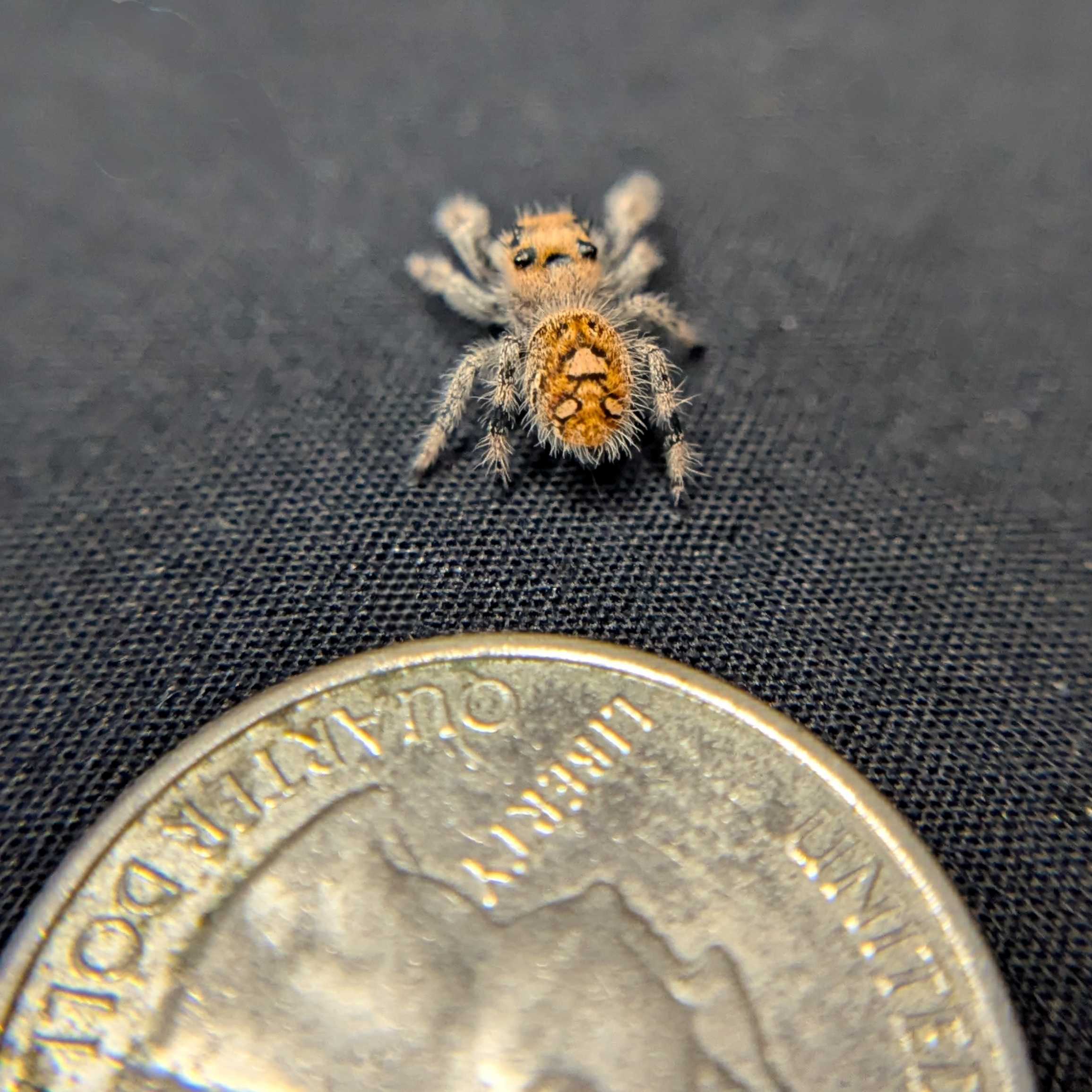 Regal Jumping Spider "Ivyplum"