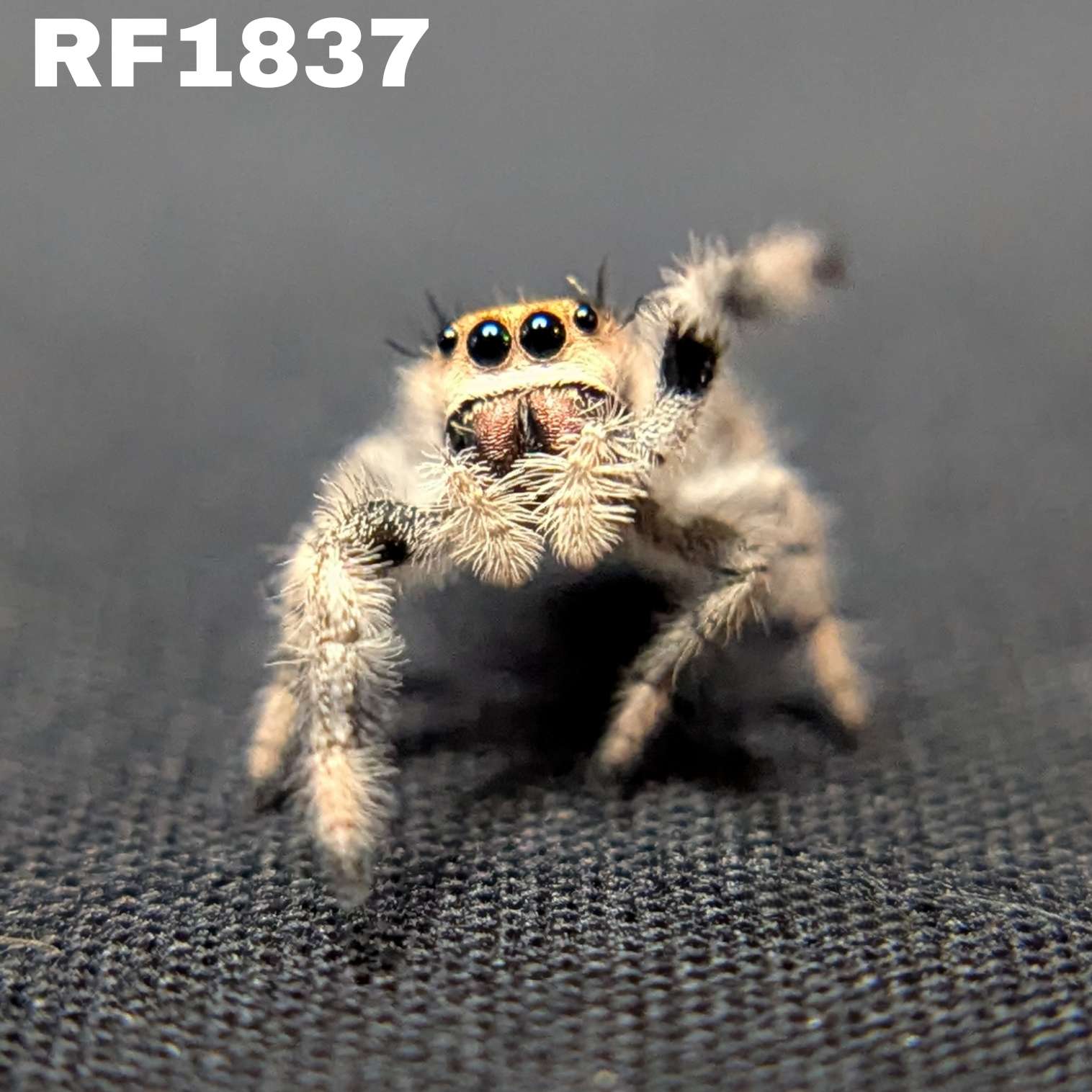 Regal Jumping Spider "Ivyplum"