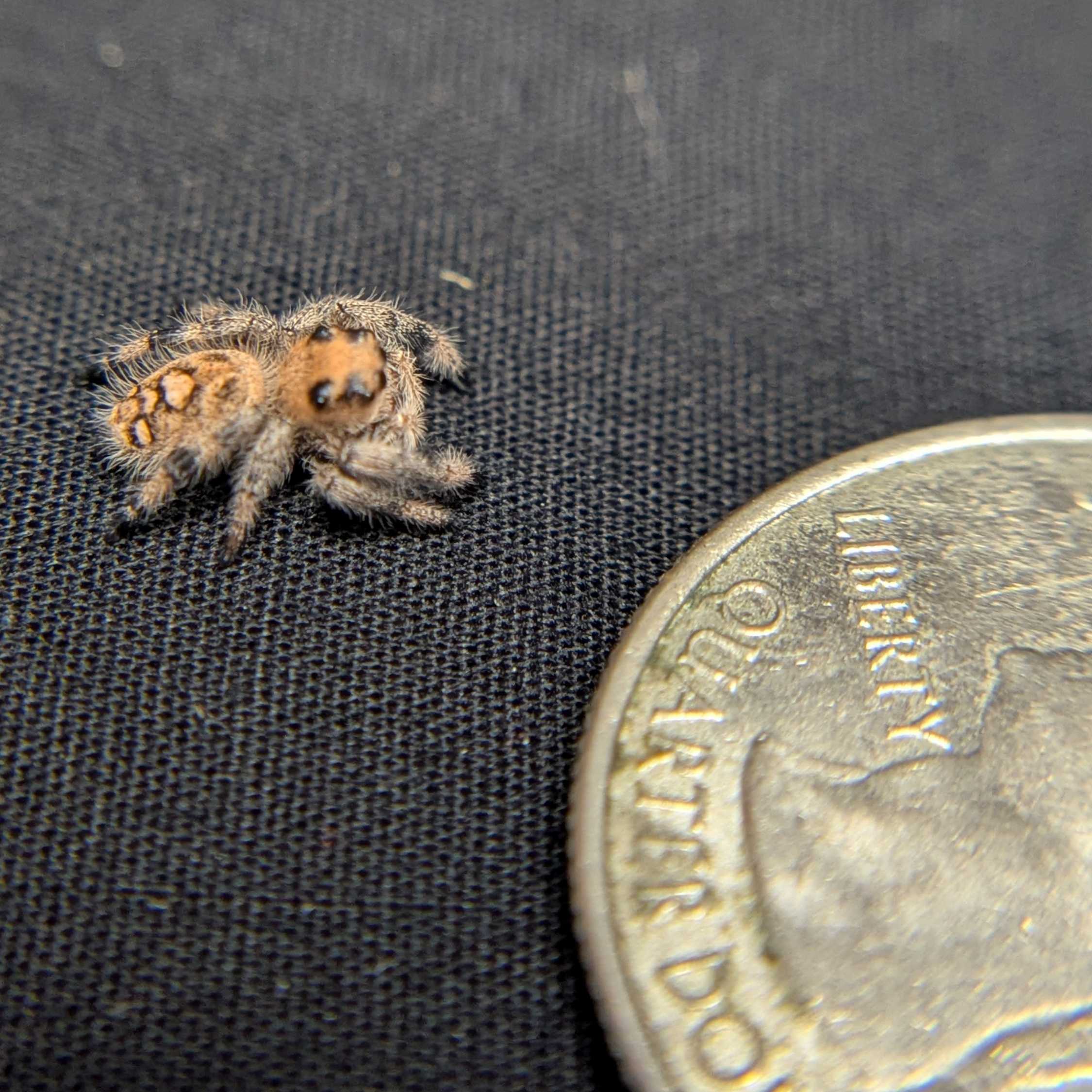 Regal Jumping Spider "Doobie”