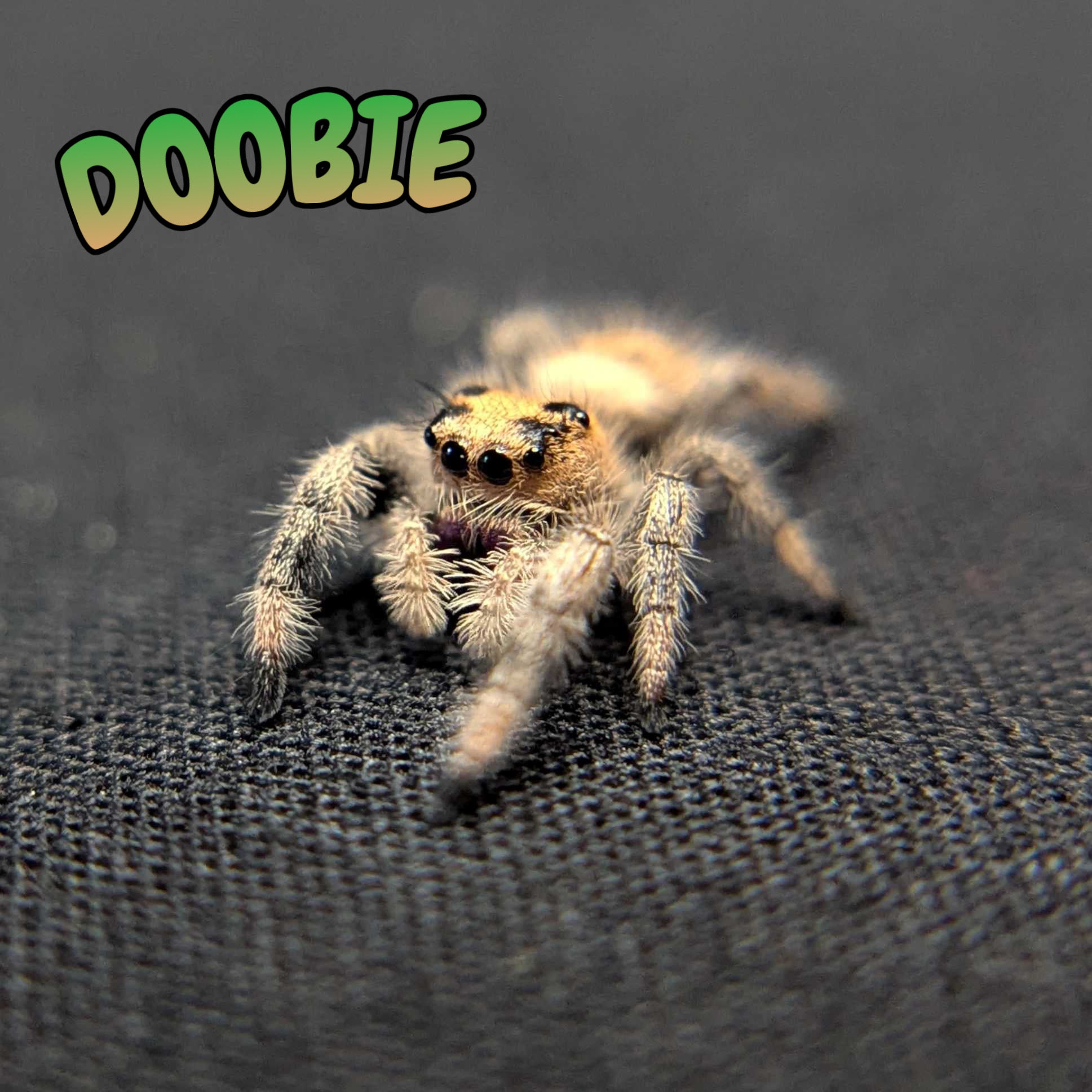Regal Jumping Spider "Doobie”