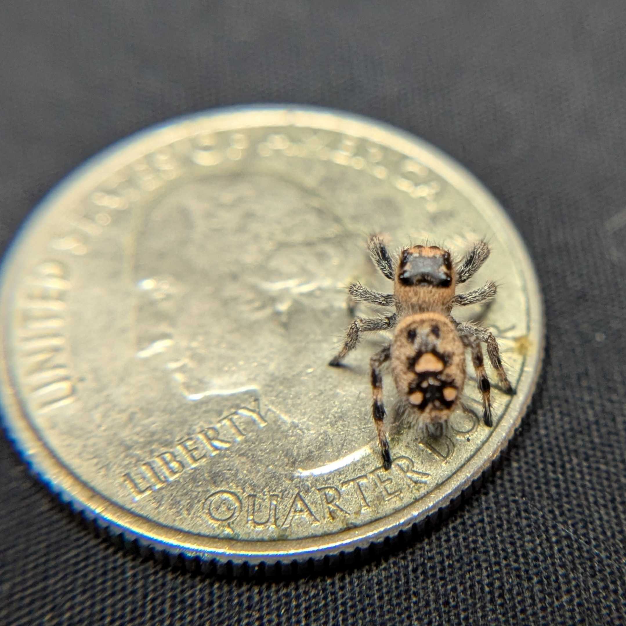 Regal Jumping Spider "Caramel Kush"
