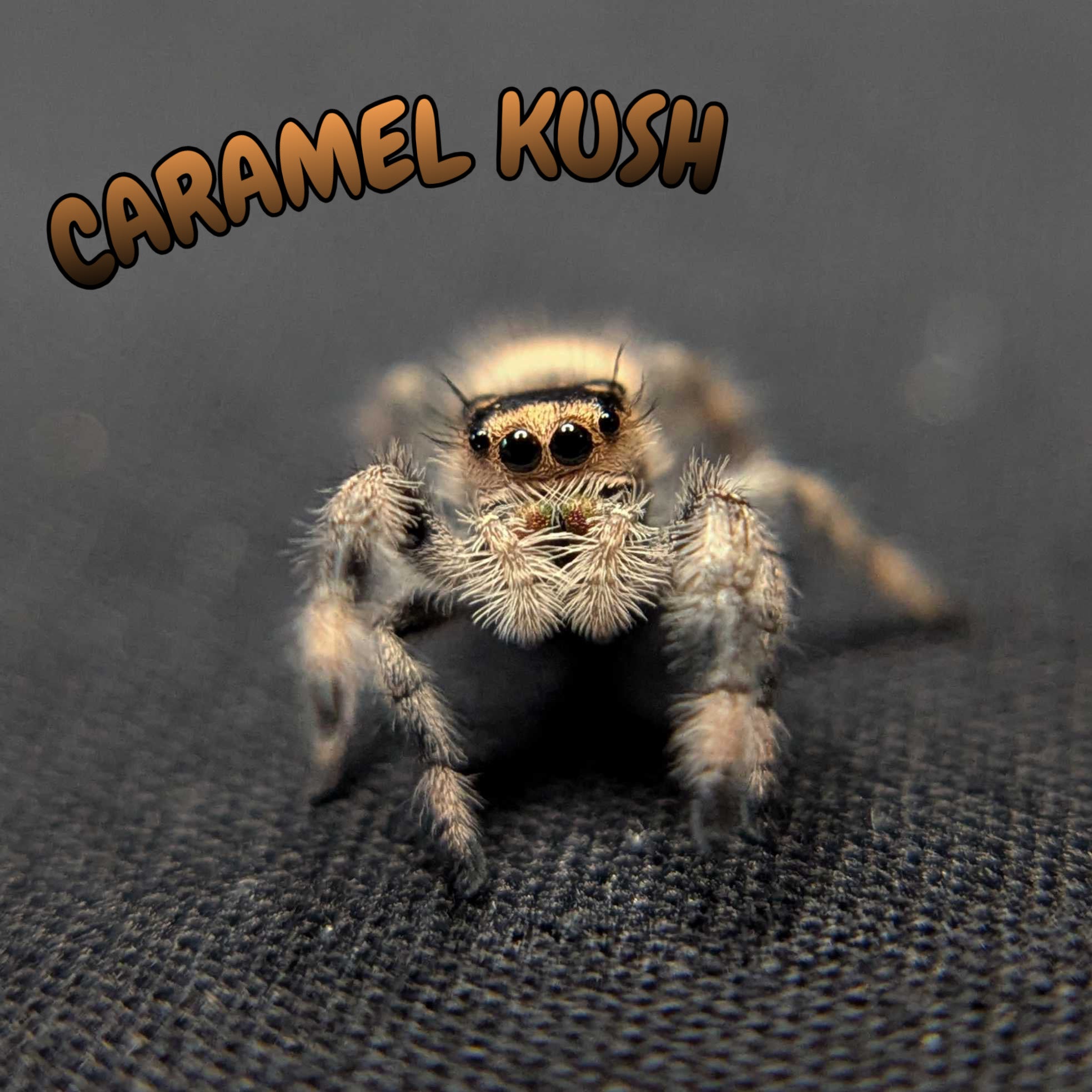 Regal Jumping Spider "Caramel Kush"