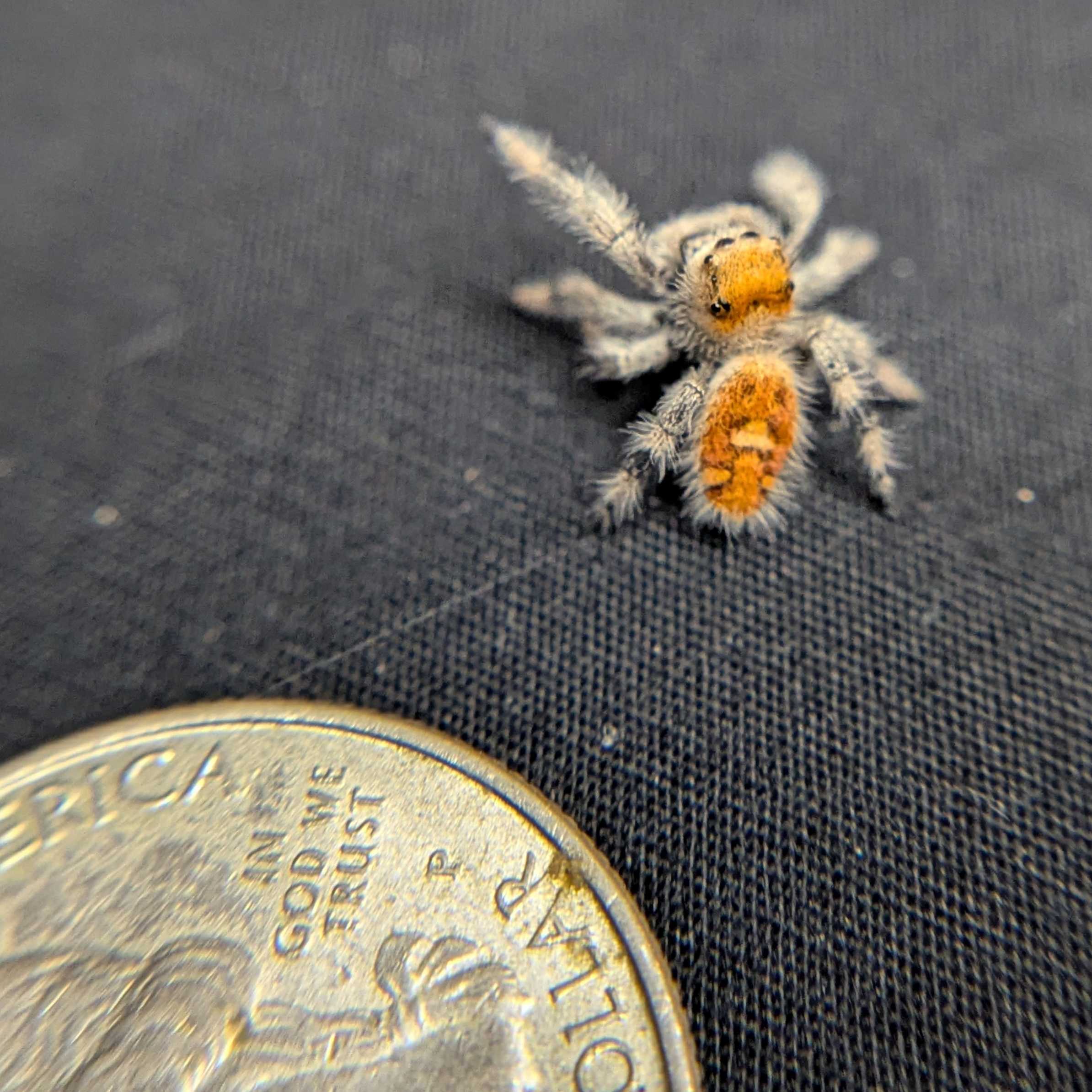 Regal Jumping Spider “Valencia”