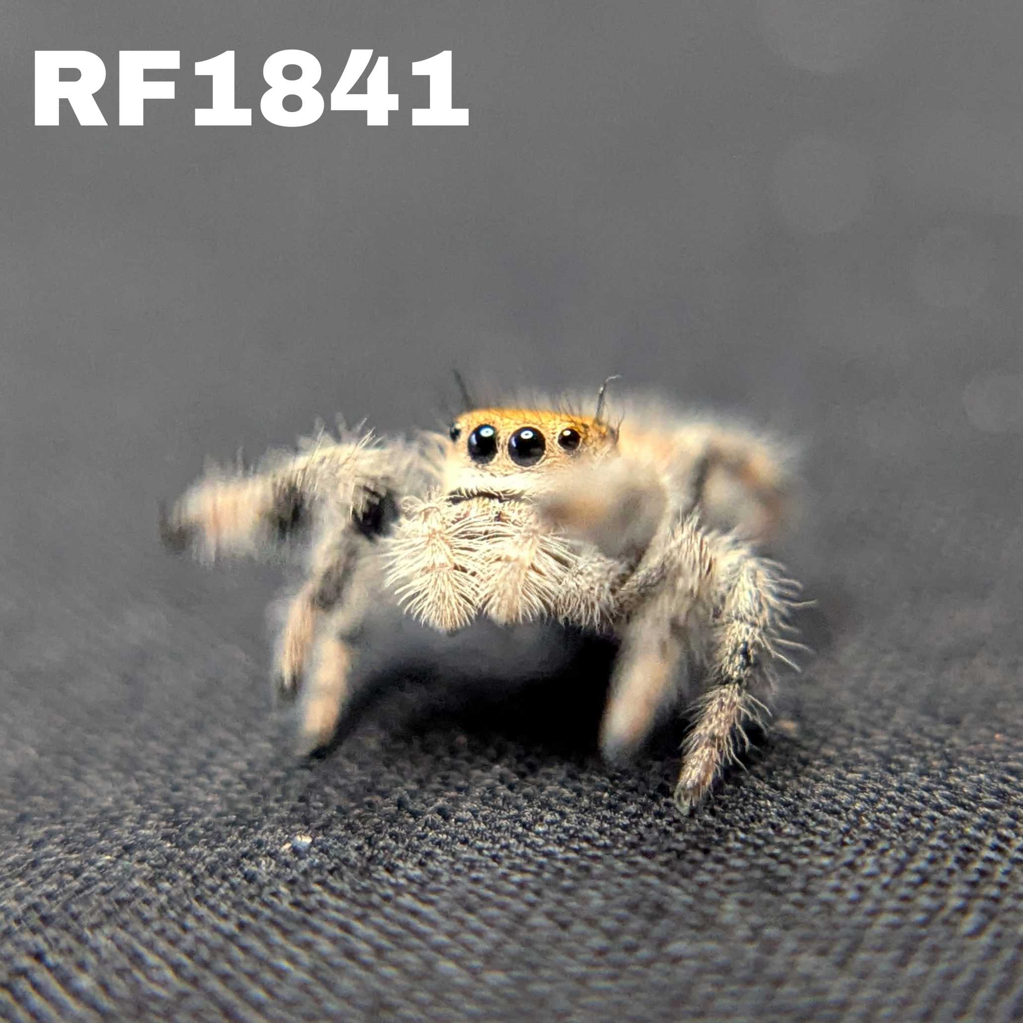 Regal Jumping Spider “Valencia”
