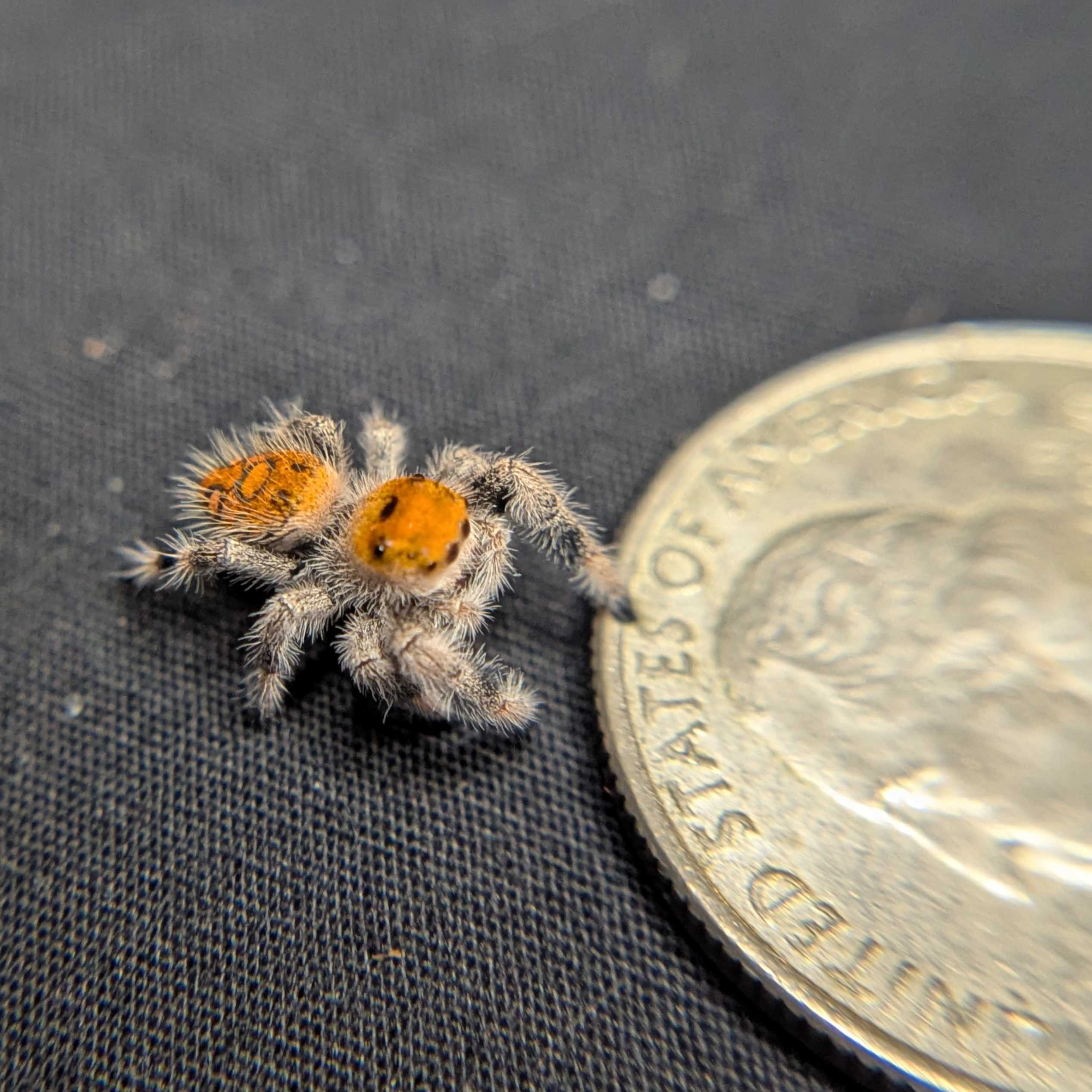 Regal Jumping Spider "Macaron"