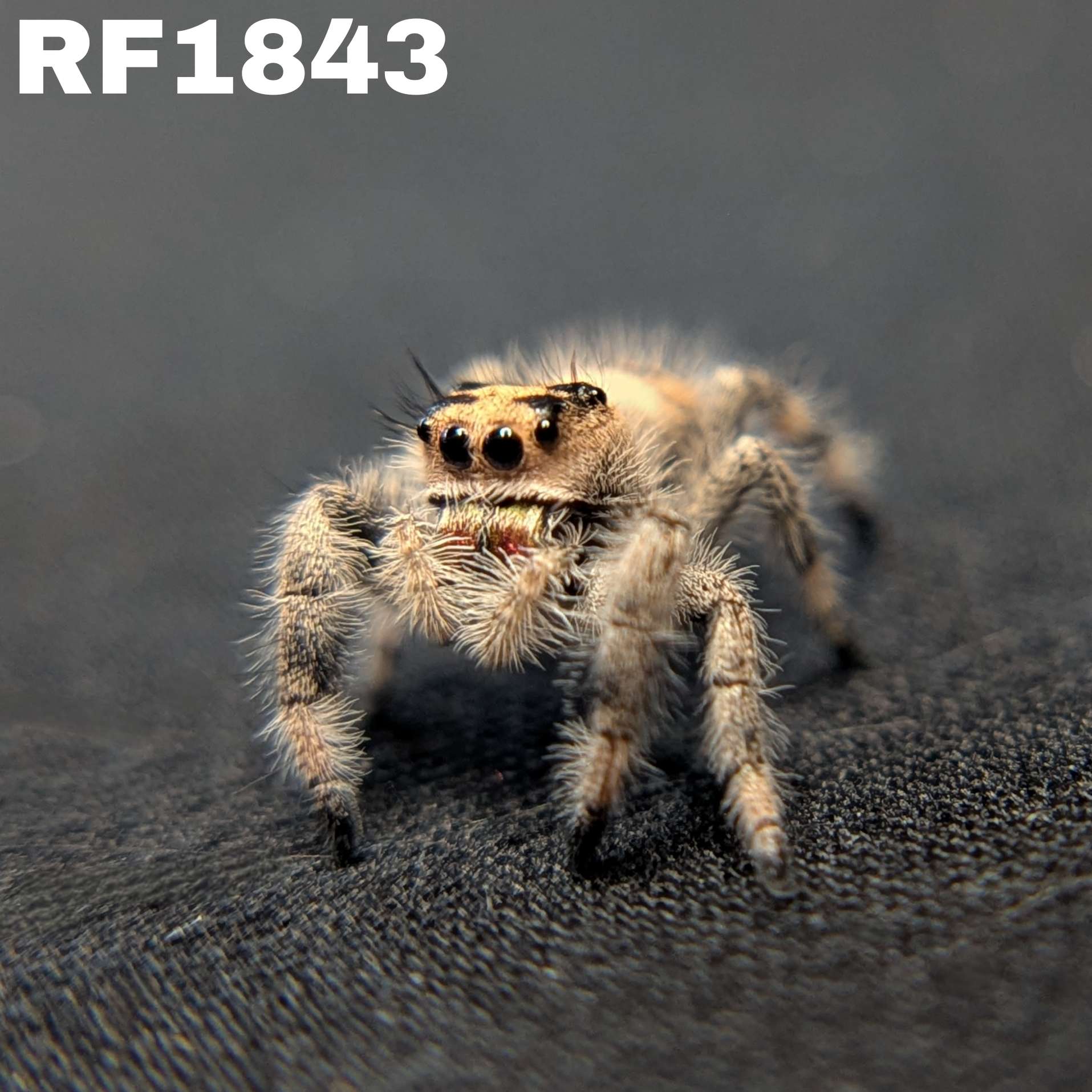 Regal Jumping Spider "Pepper"