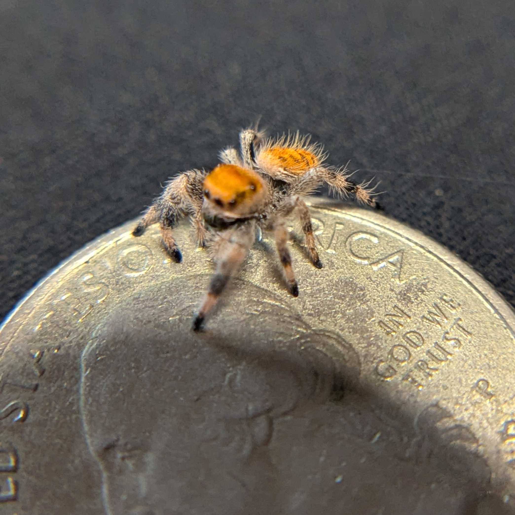 Regal Jumping Spider "Lemondrop"