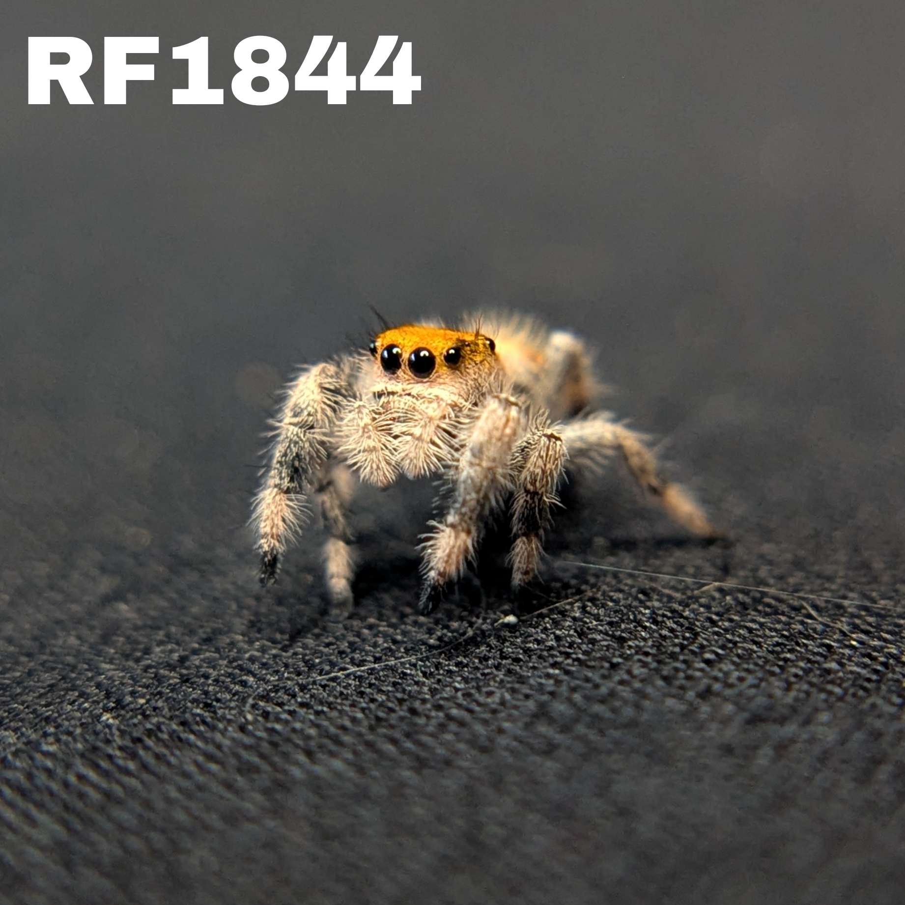 Regal Jumping Spider "Lemondrop"