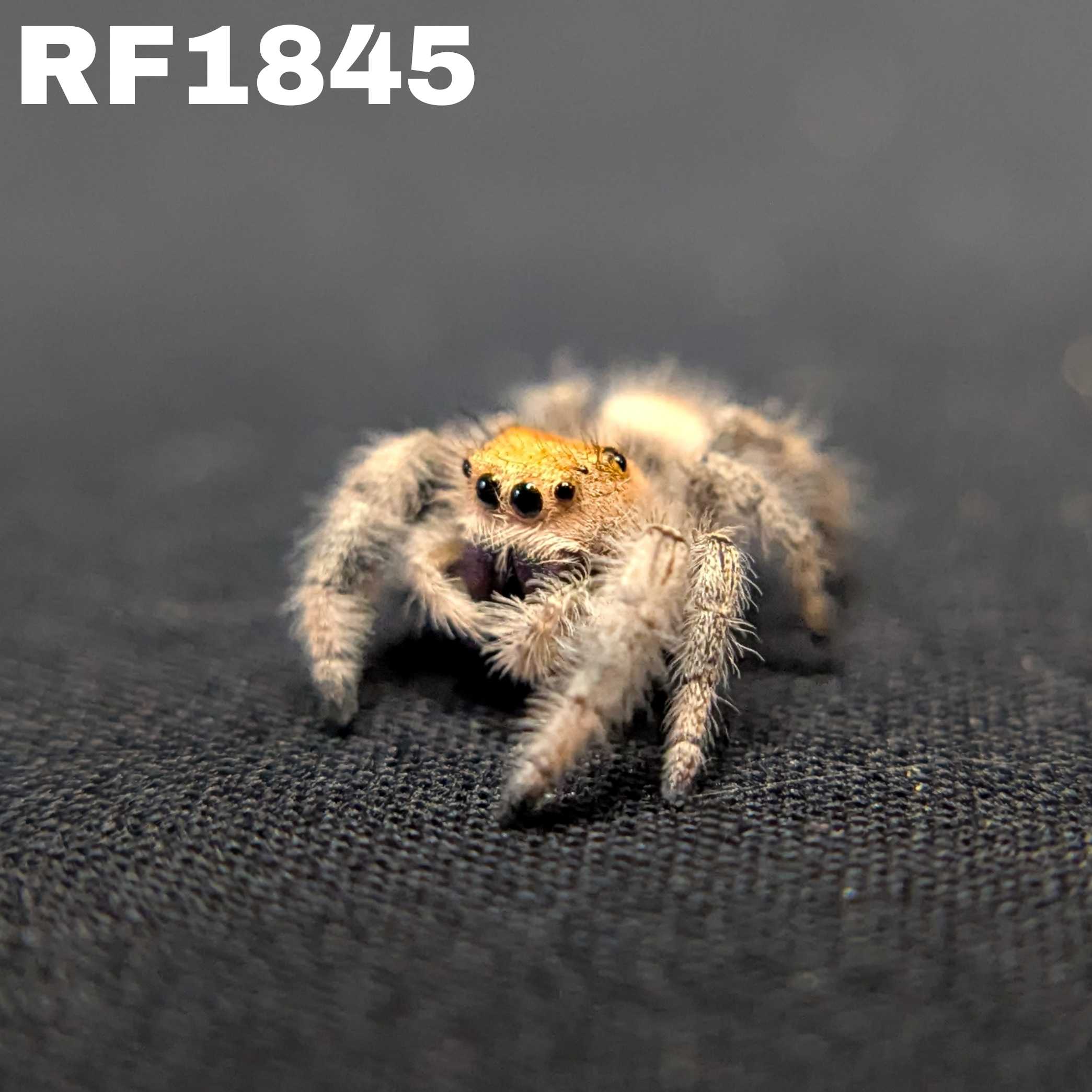Regal Jumping Spider "Goldie"