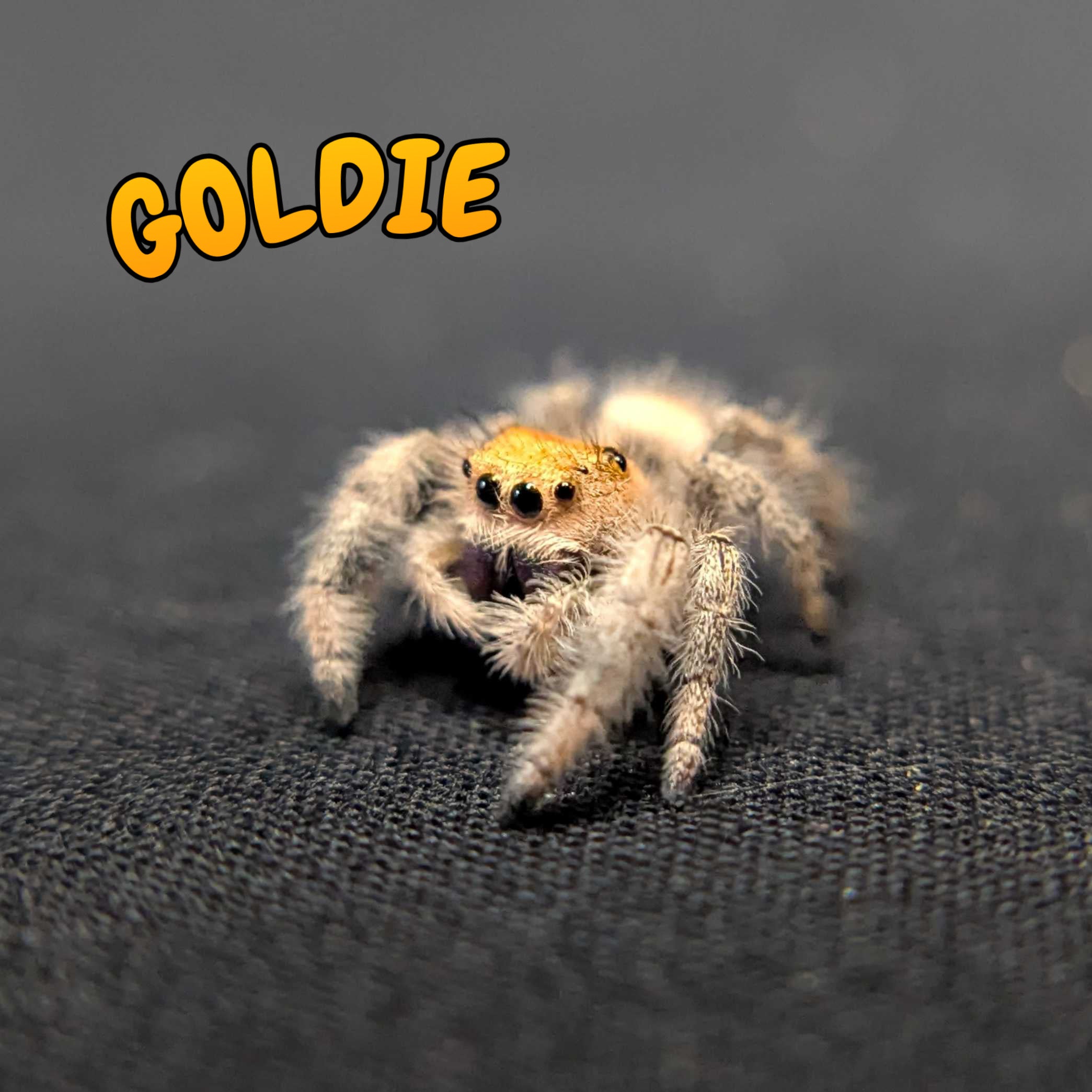 Regal Jumping Spider "Goldie"
