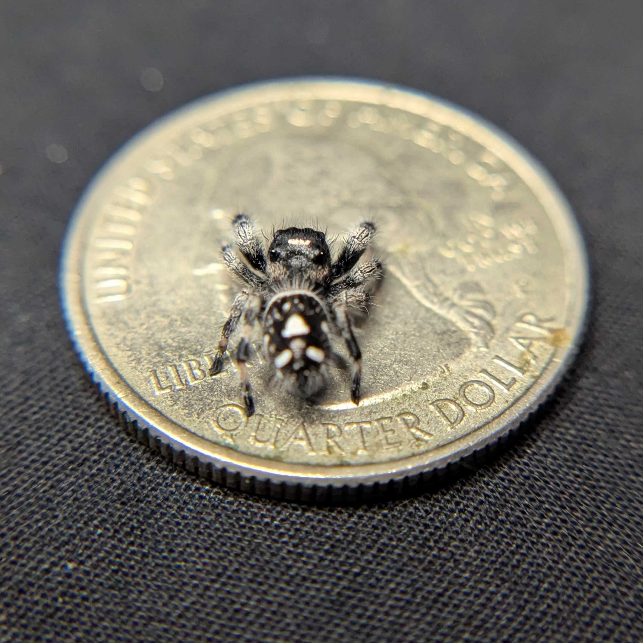 Regal Jumping Spider "Bean"