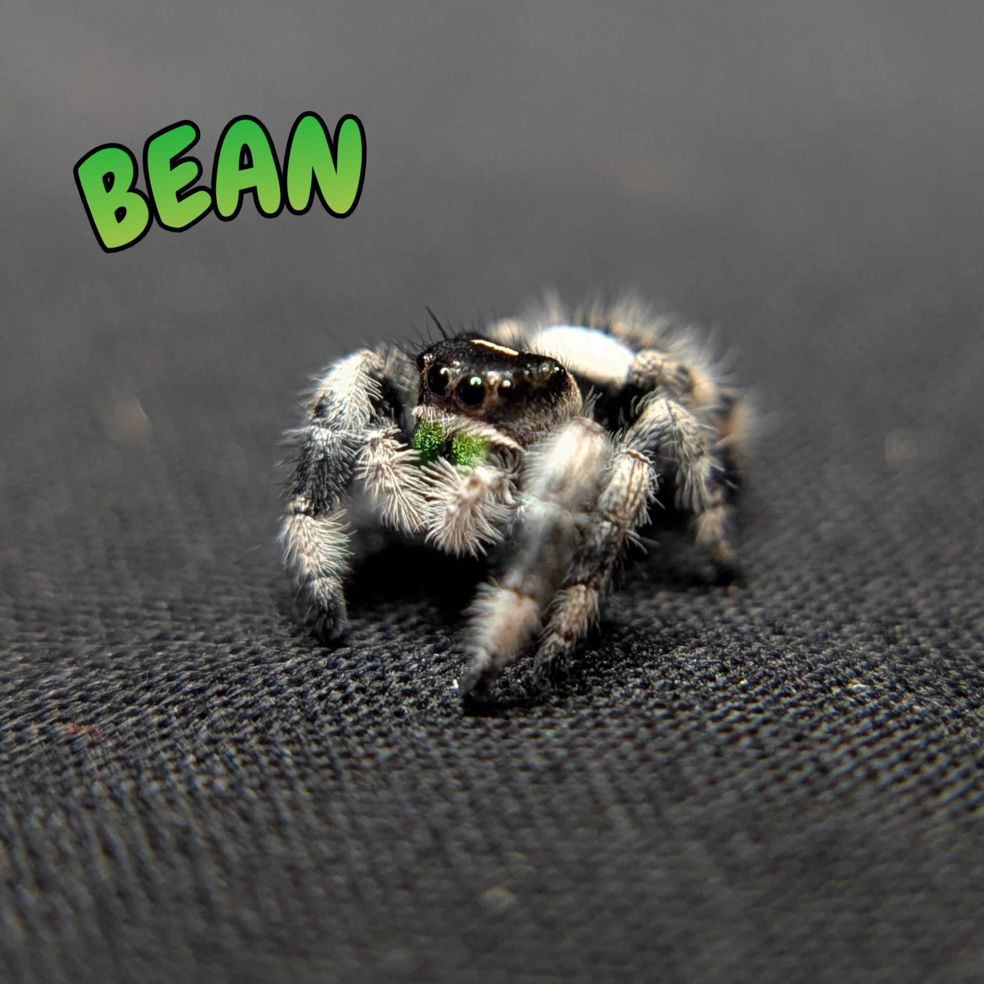 Regal Jumping Spider "Bean"