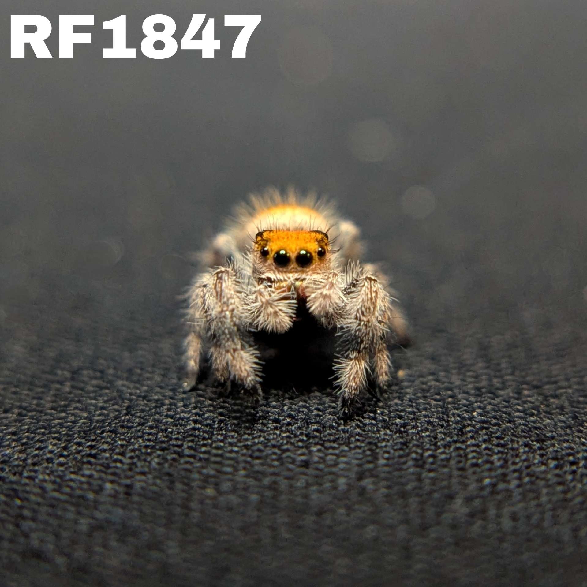 Regal Jumping Spider “Phoenix”