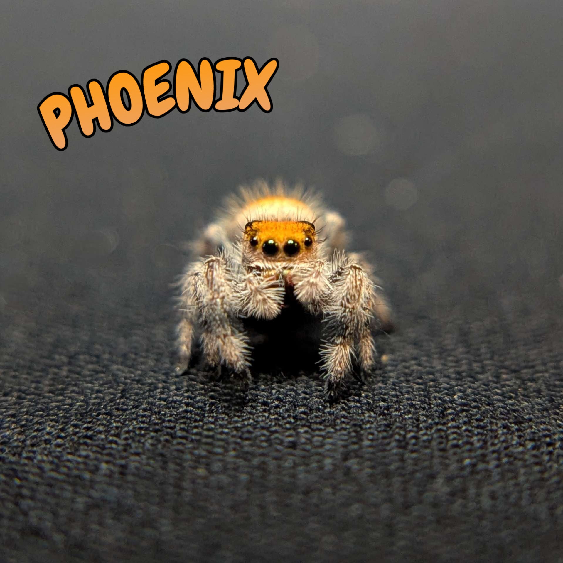 Regal Jumping Spider “Phoenix”