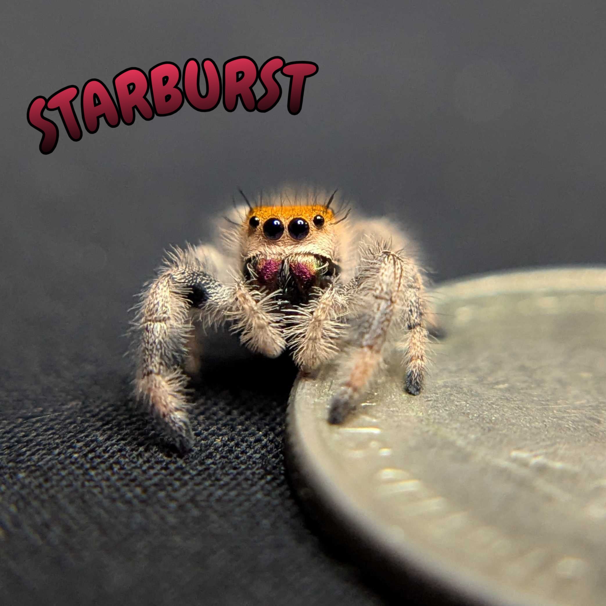 Regal Jumping Spider "Starburst"